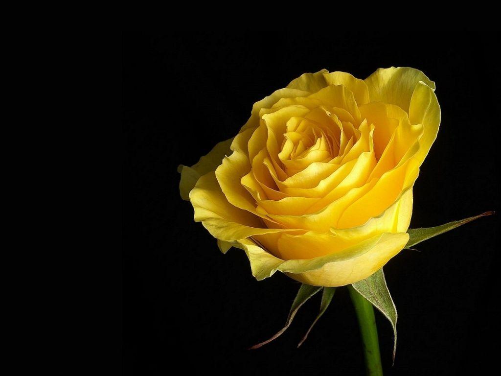Yellow Rose HD Wallpapers - Top Free Yellow Rose HD Backgrounds - WallpaperAccess