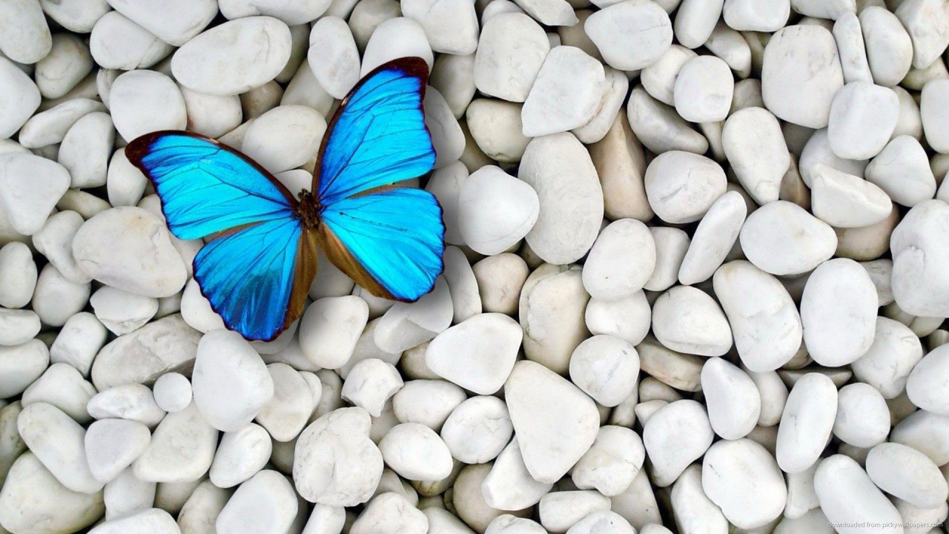 1920x1080 Butterfly Desktop Wallpaper