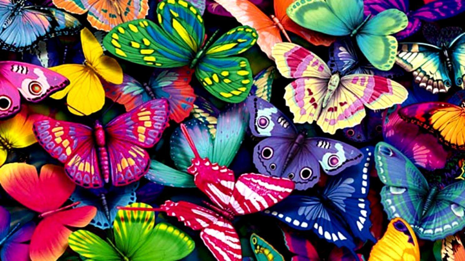 1488x837 Cute Butterfly Wallpaper HD Desktop