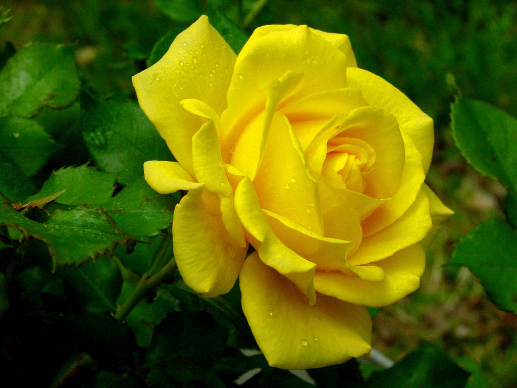 1024x768 Yellow Rose Flower Wallpaper