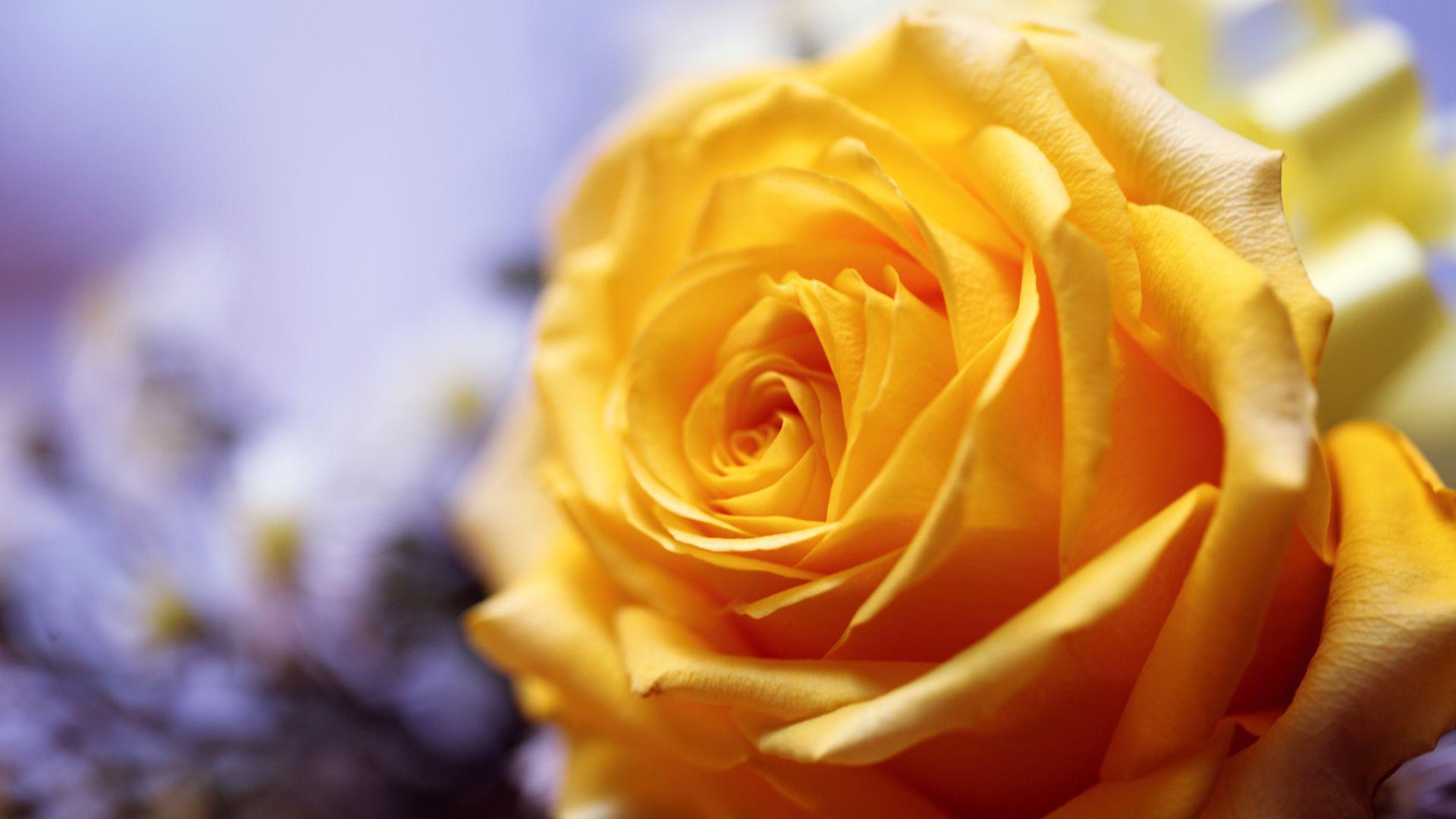 1920x1080 Yellow Rose Wallpaper