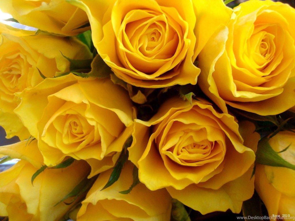 1024x768 Yellow Rose Wallpaper Wallpaper HD Wide Desktop Background