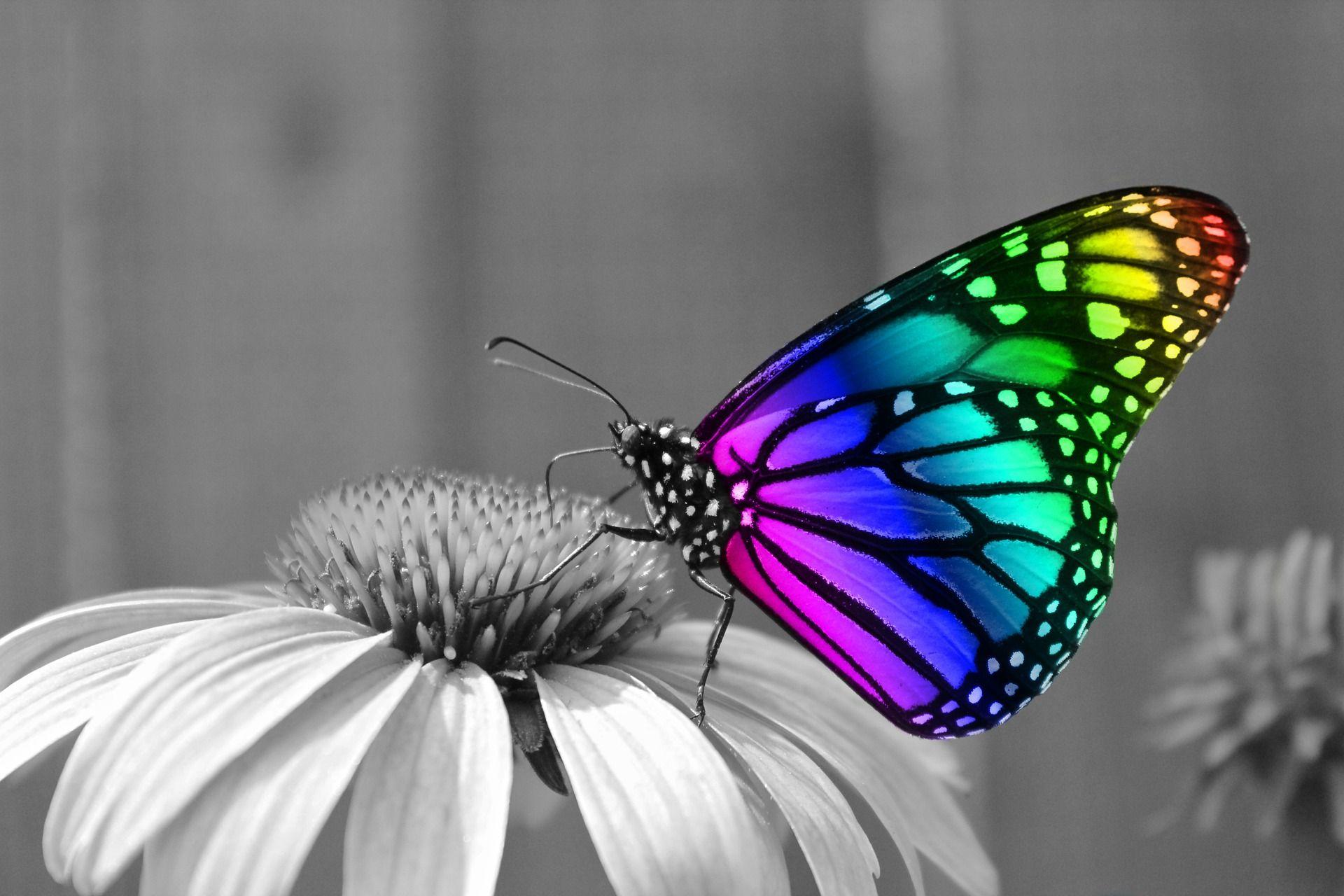 1920x1280 Butterfly desktop wallpaper