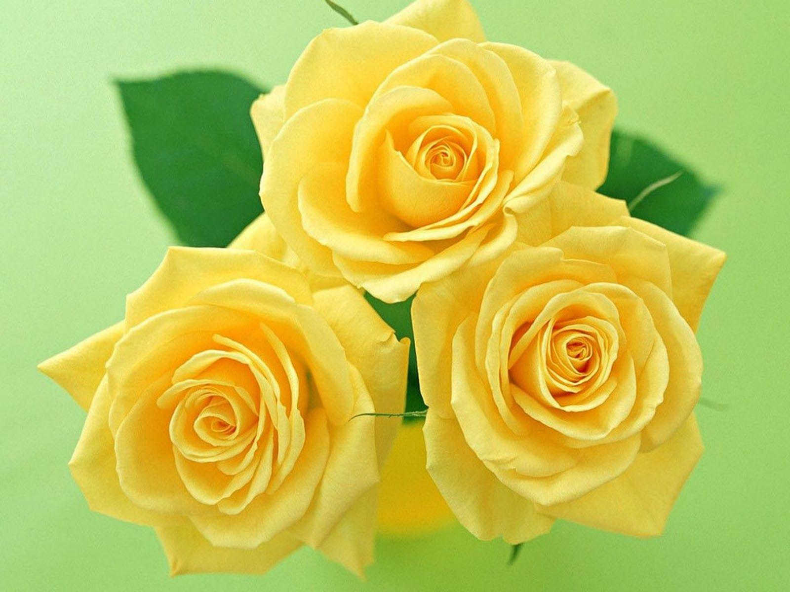 1600x1200 Yellow Roses, High Definition, High Quality