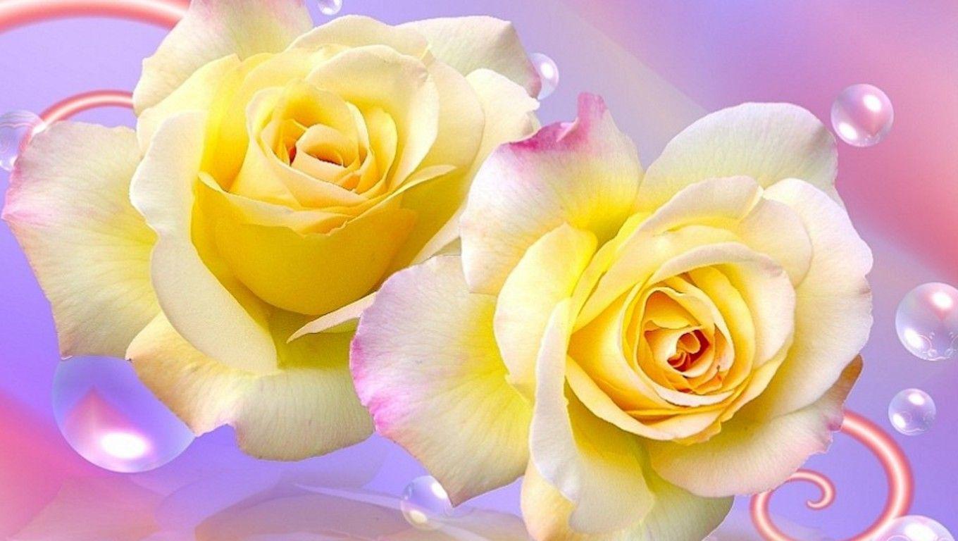 1360x768 Yellow rose picture free Gallery