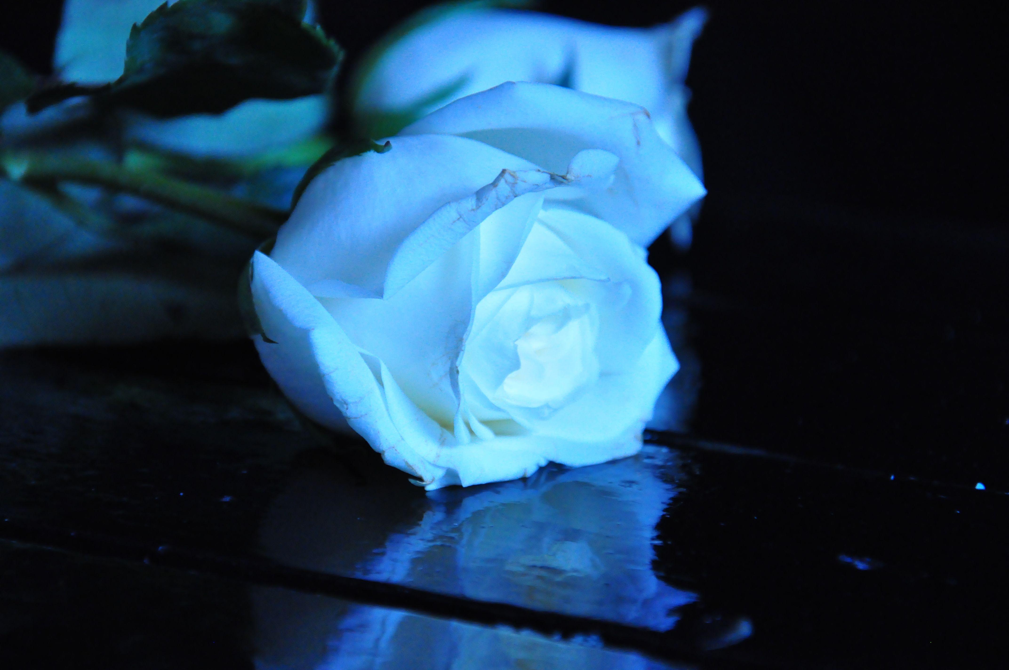Hình nền HD 4288x2848 Blue Rose