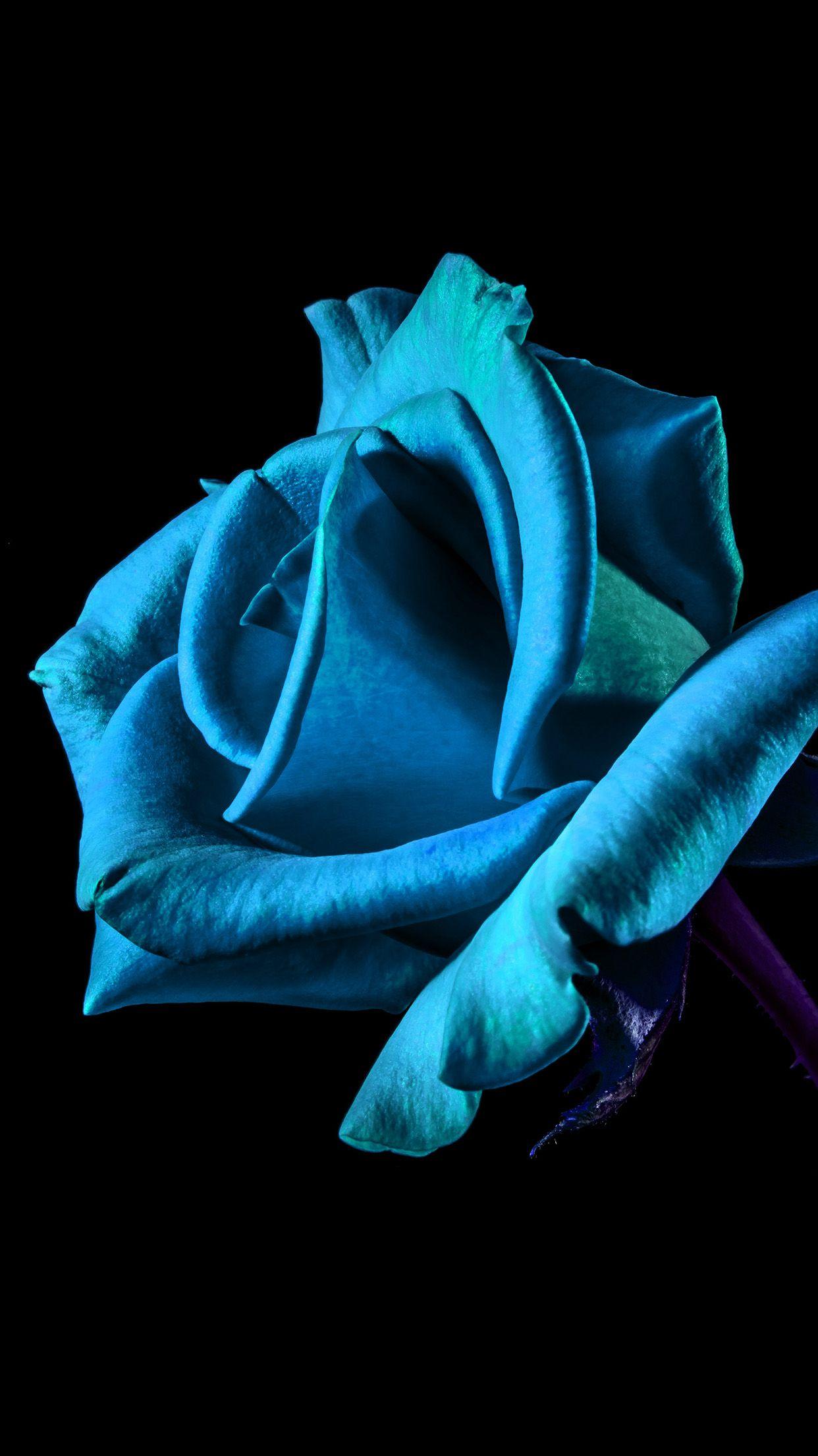 1242x2208 Hoa nền tối: Hoa hồng xanh Hình nền cho iPhone X, 8