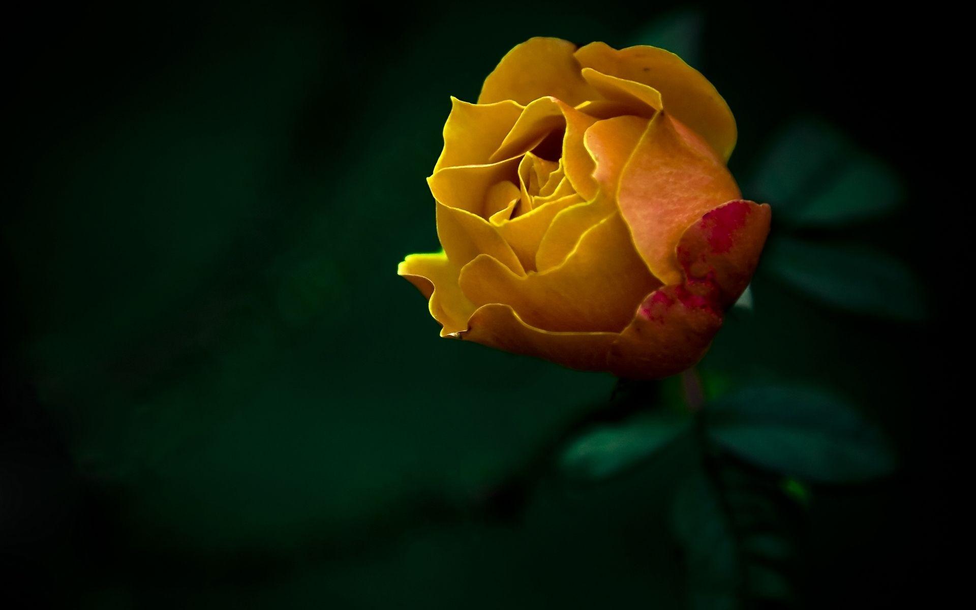 1920x1200 Yellow Rose Background