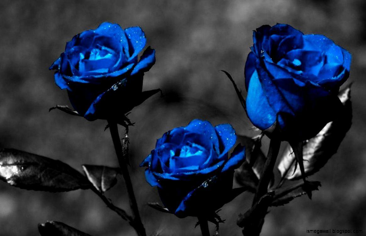 Hình nền hoa hồng xanh 1164x752