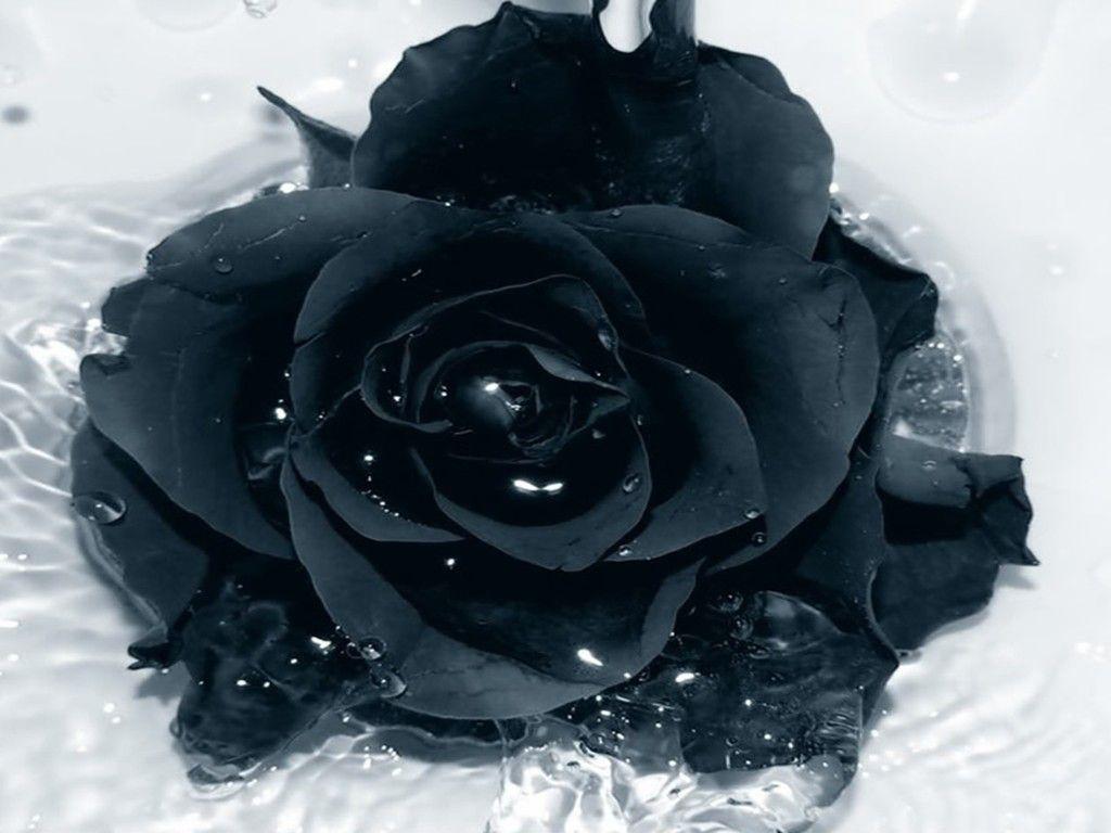 1024x768 Beautiful black and white flowers Picture red & yellow