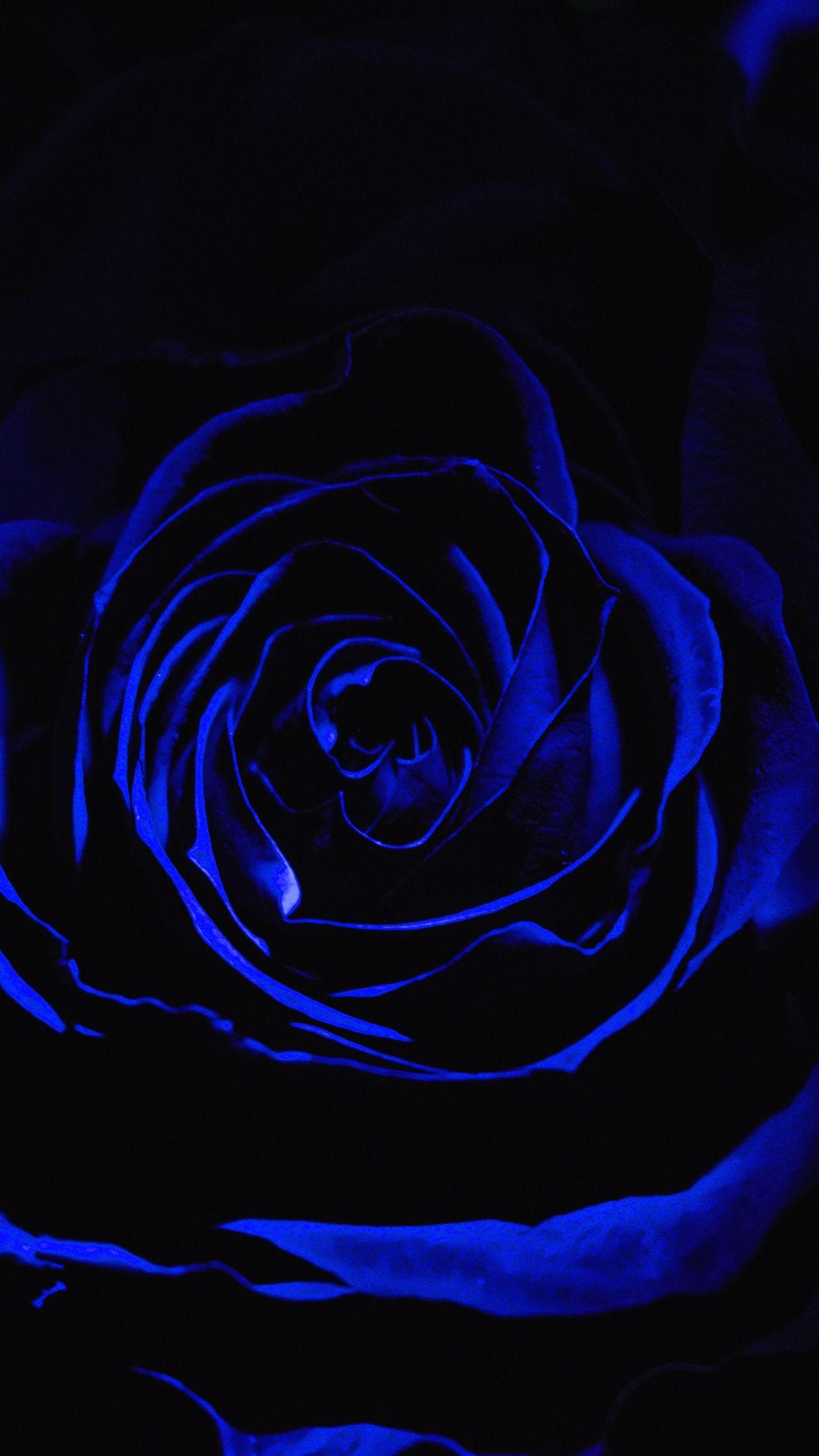 Hình nền hoa hồng xanh 1350x2400 cho iPhone ✓ Phòng trưng bày hình nền HD