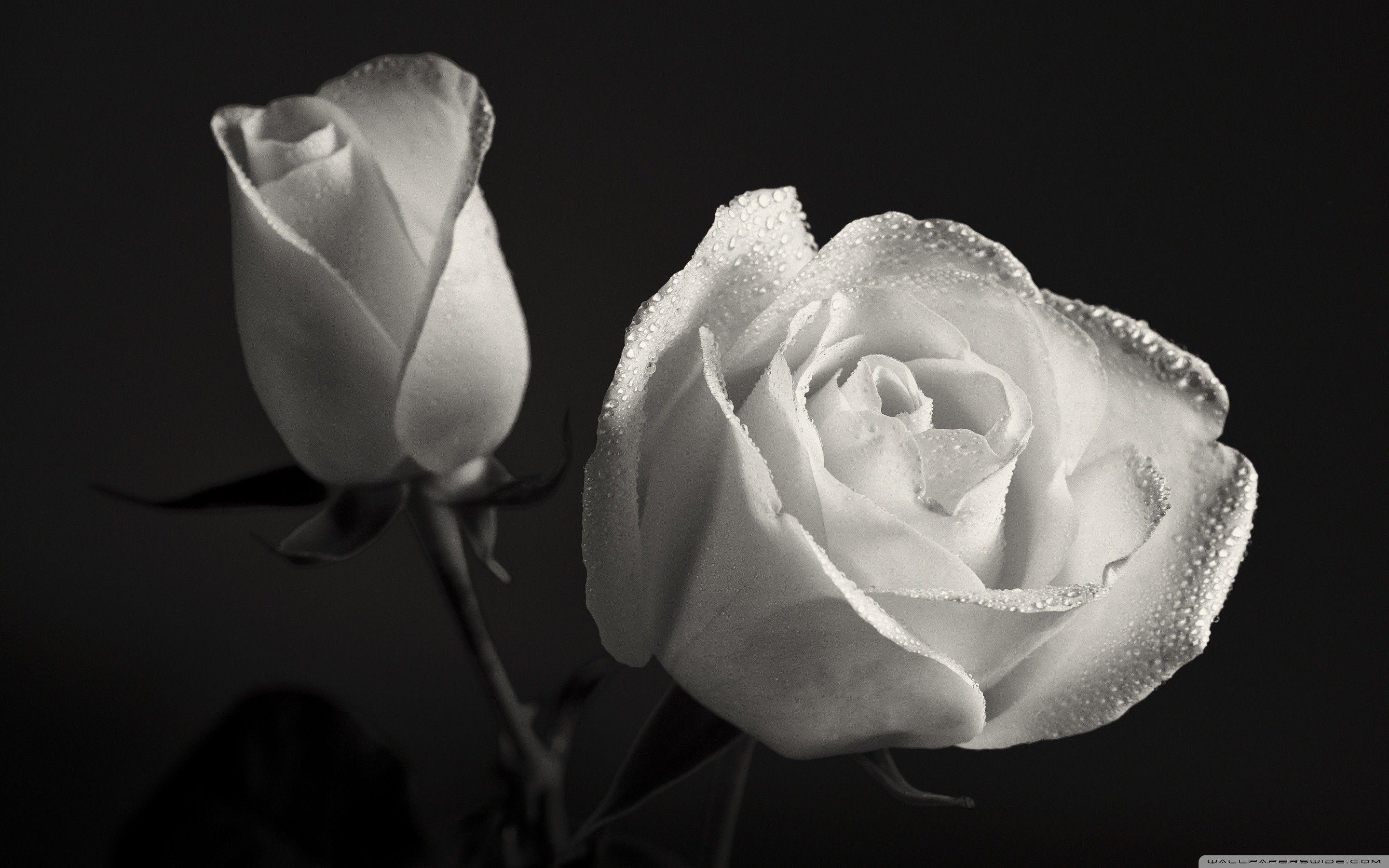 Black and White Rose Wallpapers - Top Free Black and White Rose