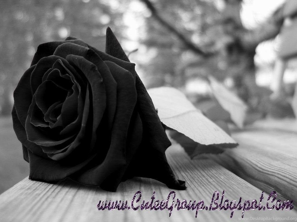 1024x768 Wallpaper Black Rose Desktop Background