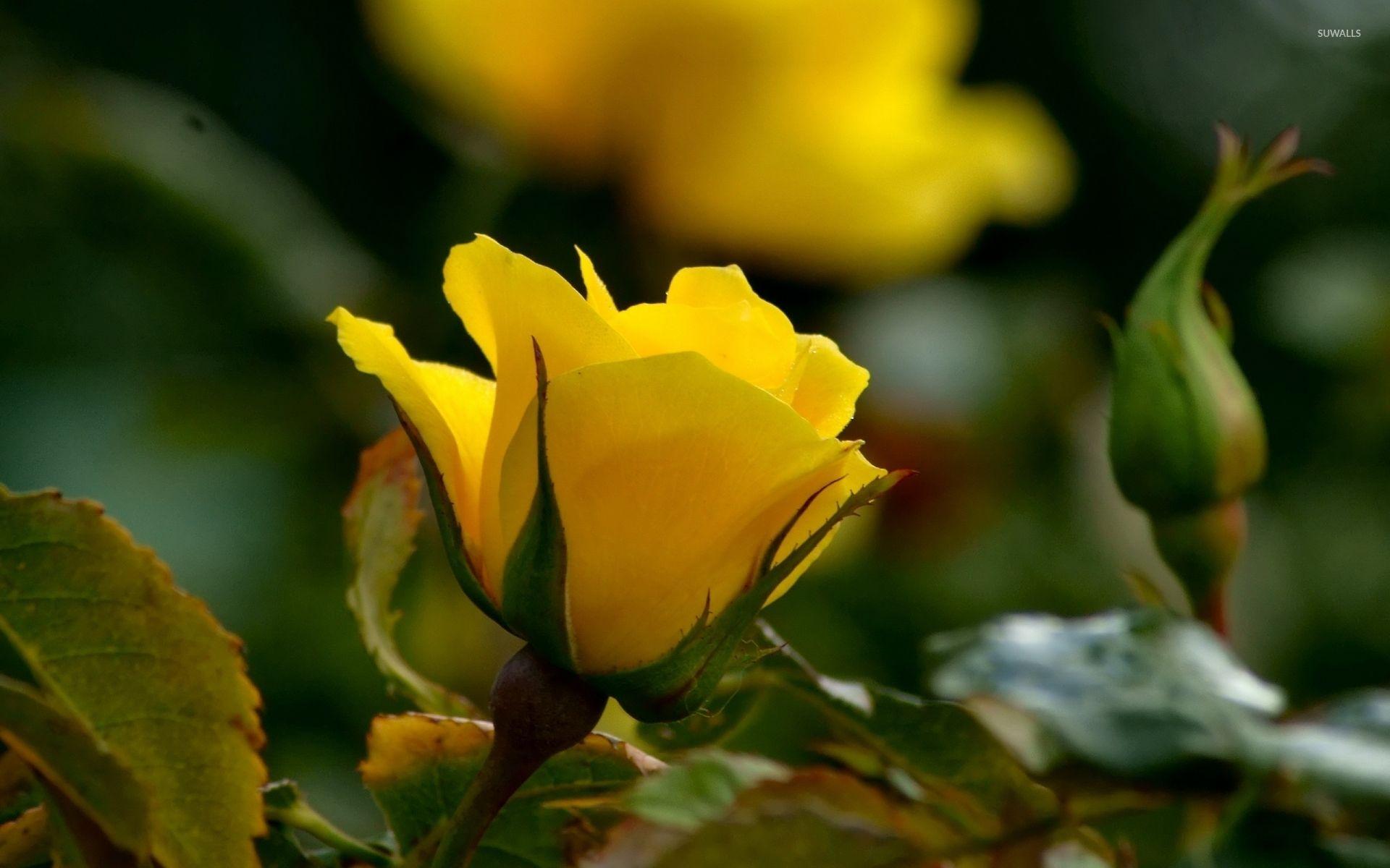 1920x1200 Yellow rose [4] wallpaper wallpaper