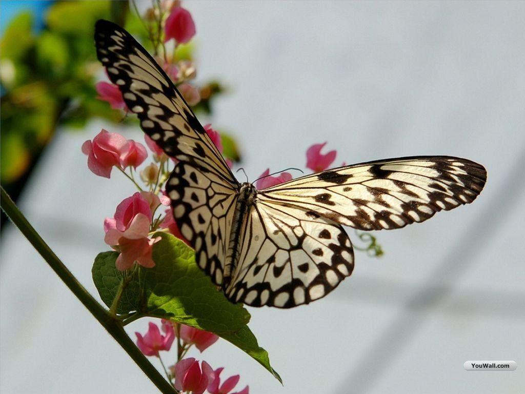 1024x768 Pretty Butterfly Desktop Wallpaper Screen saver. True Ways