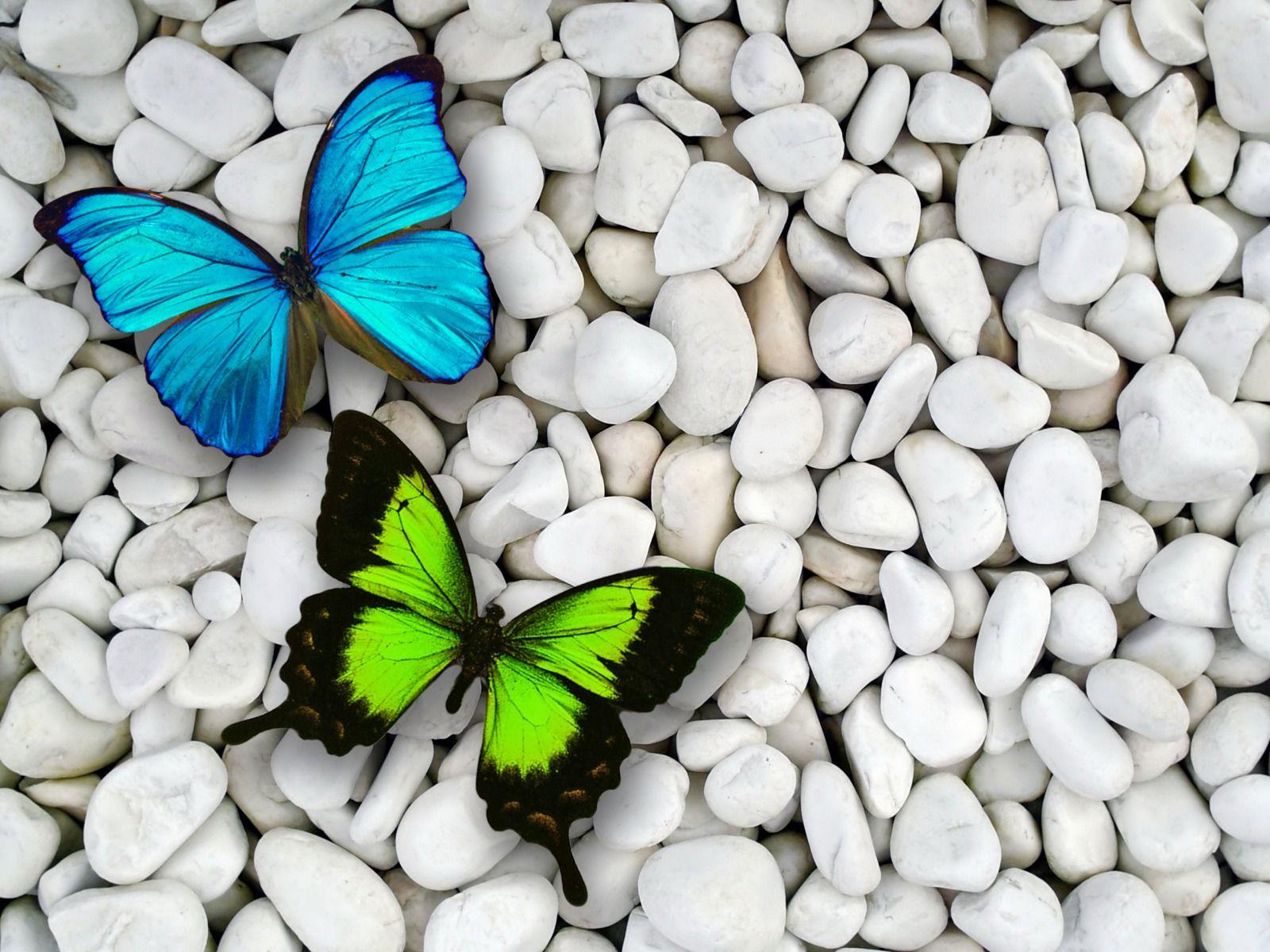 1600x1200 Blue & Green Butterfly desktop PC and Mac wallpaper