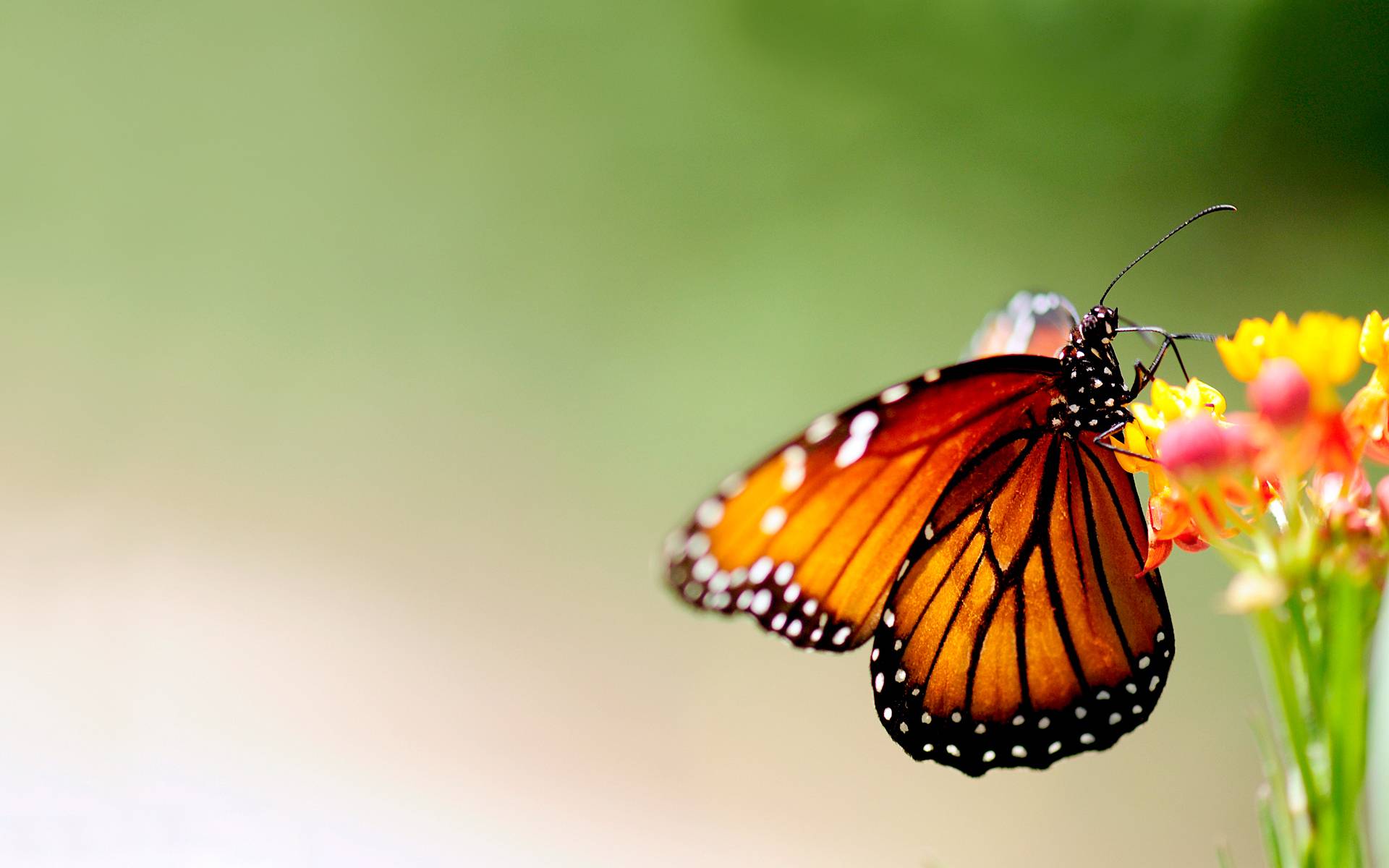 1920x1200 Butterfly And Flower Wallpaper Desktop Free