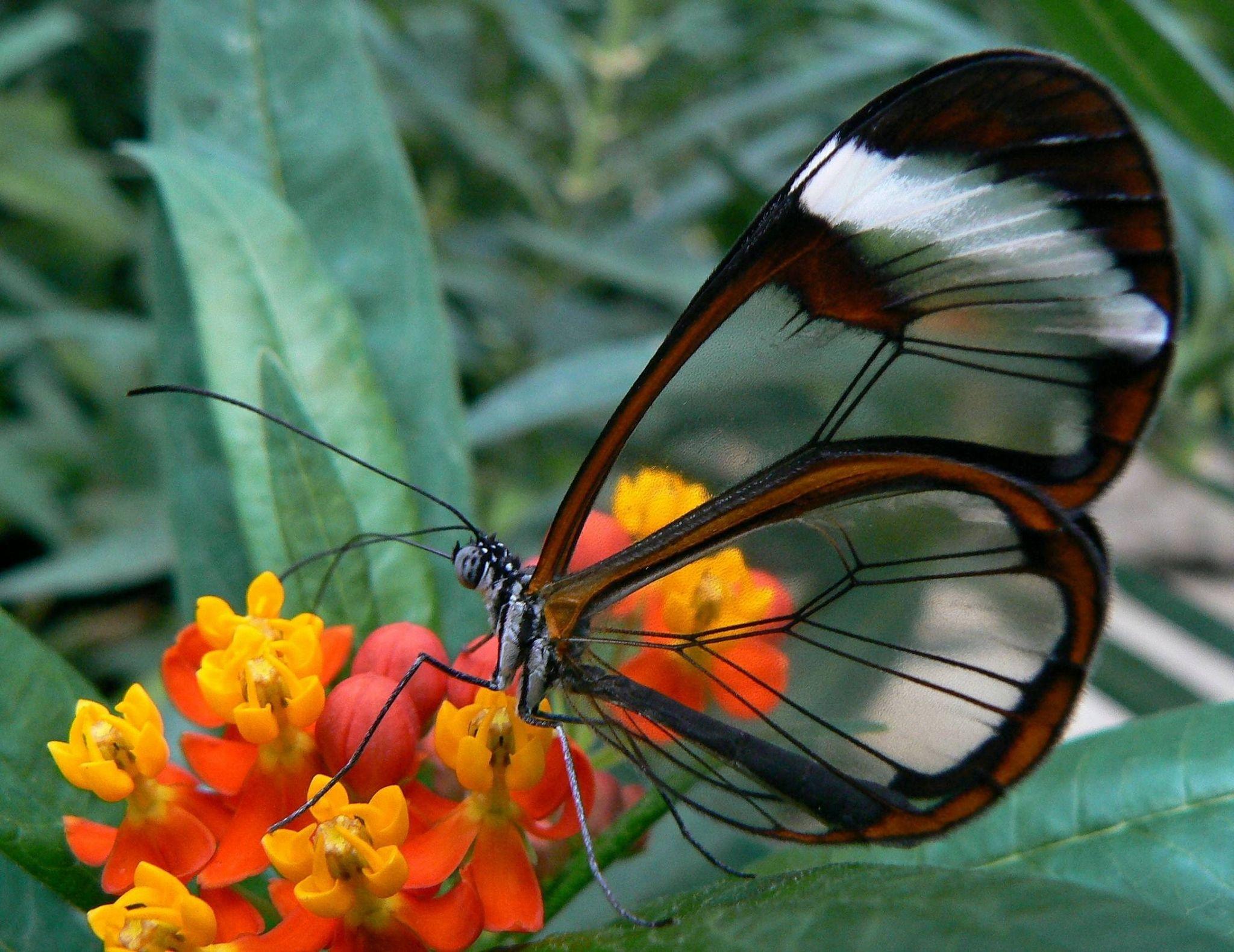 2048x1580 2048x1580 butterfly computer wallpaper background