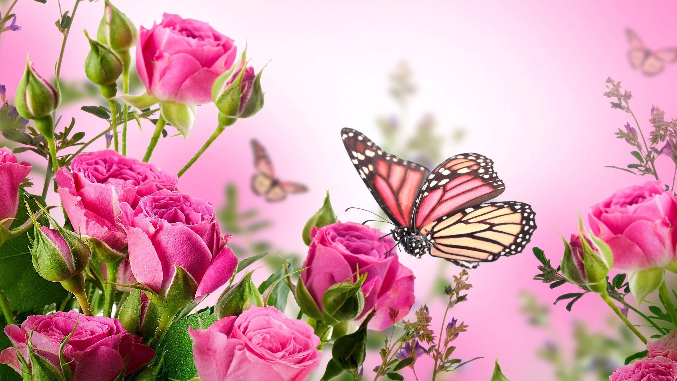 2560x1440 Butterfly Desktop Background