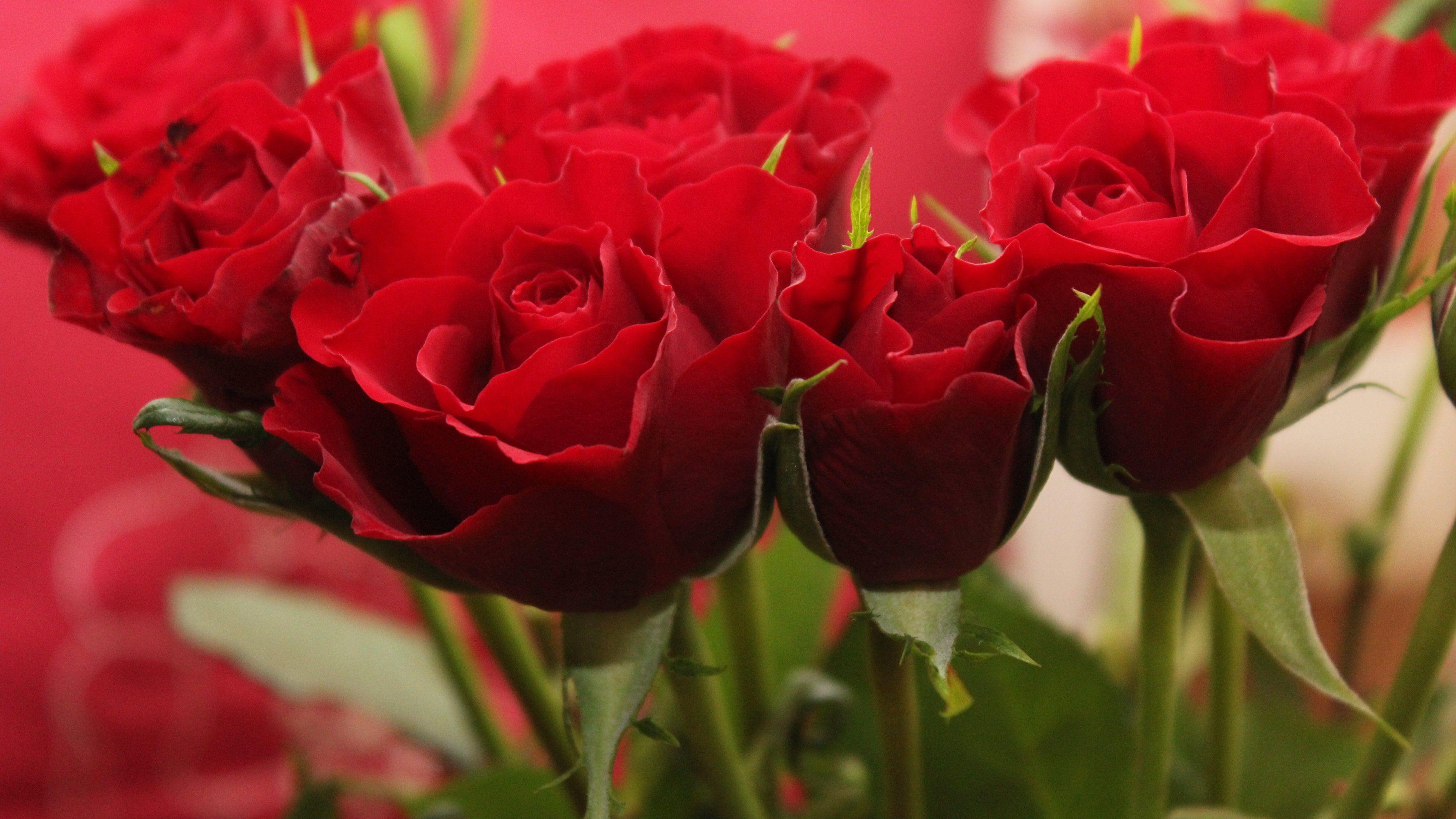 Red Flower Computer Wallpapers Top Free Red Flower Computer Backgrounds Wallpaperaccess