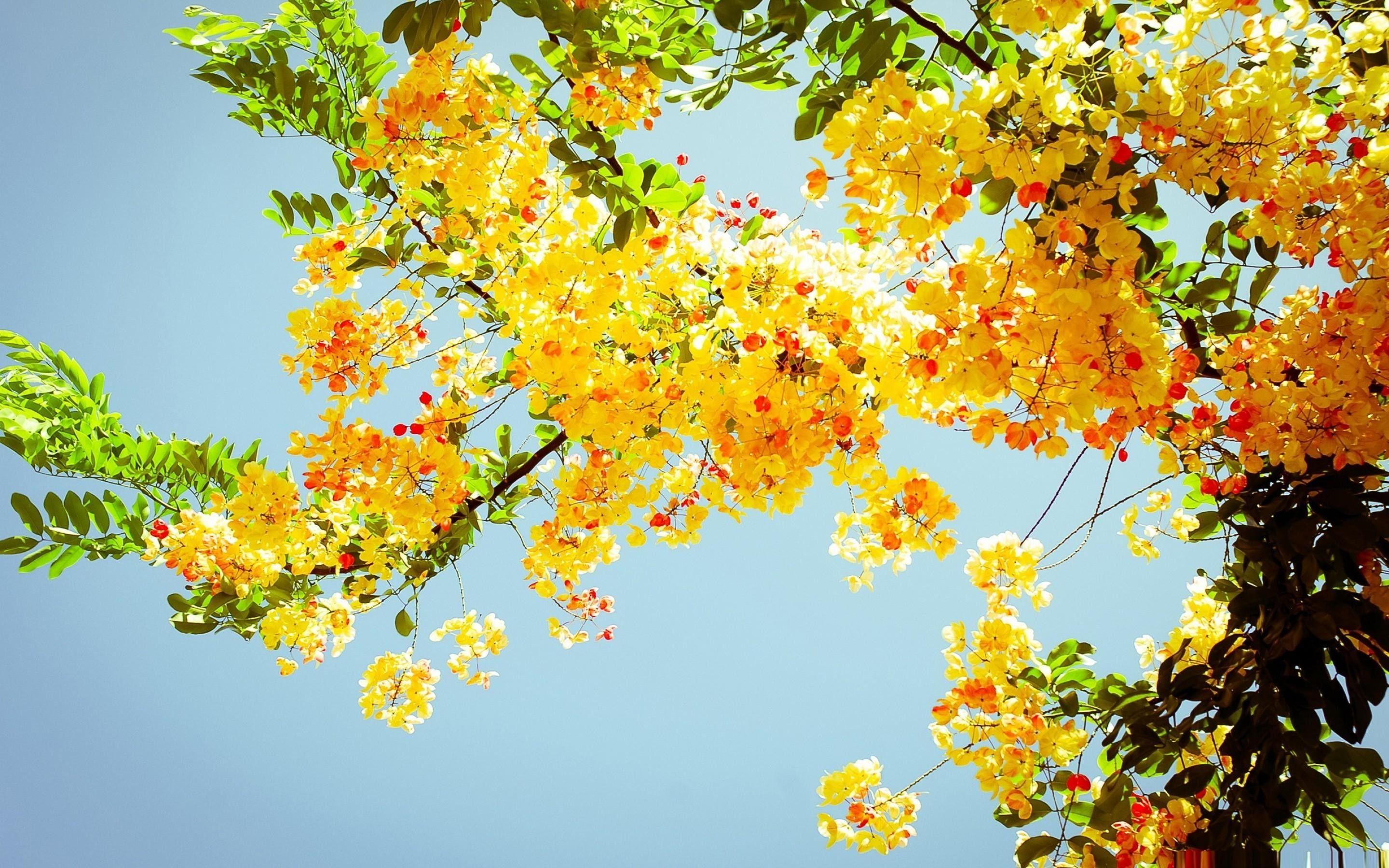 2880x1800 Wallpaper for Desktop Summer