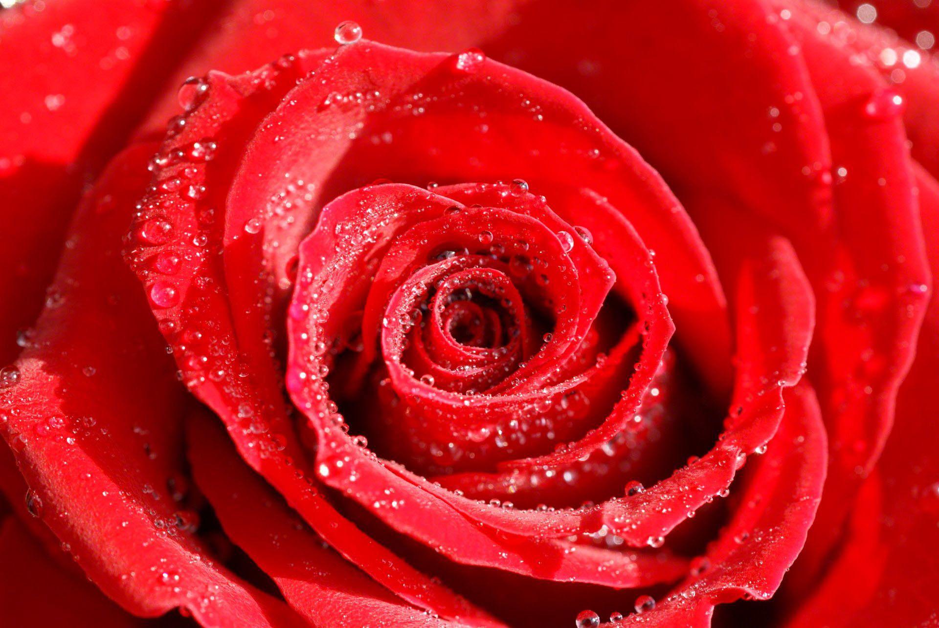 1920x1285 Rose Flowers hình nền