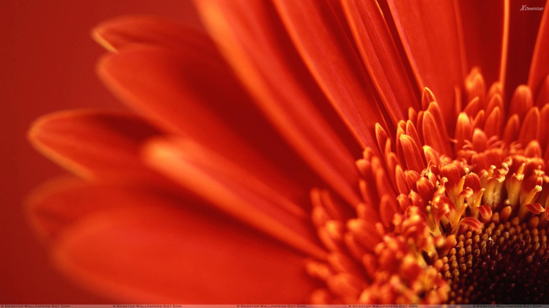 1920x1080 Closeup Of Red Gerbera Daisy Wallpaper