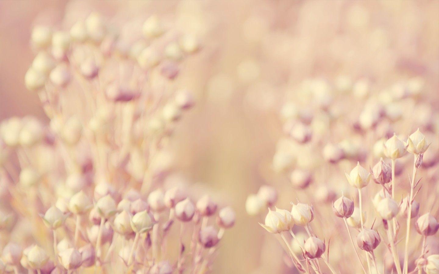 1440x900 Floral Computer Wallpaper , Wallpaper Download, 47