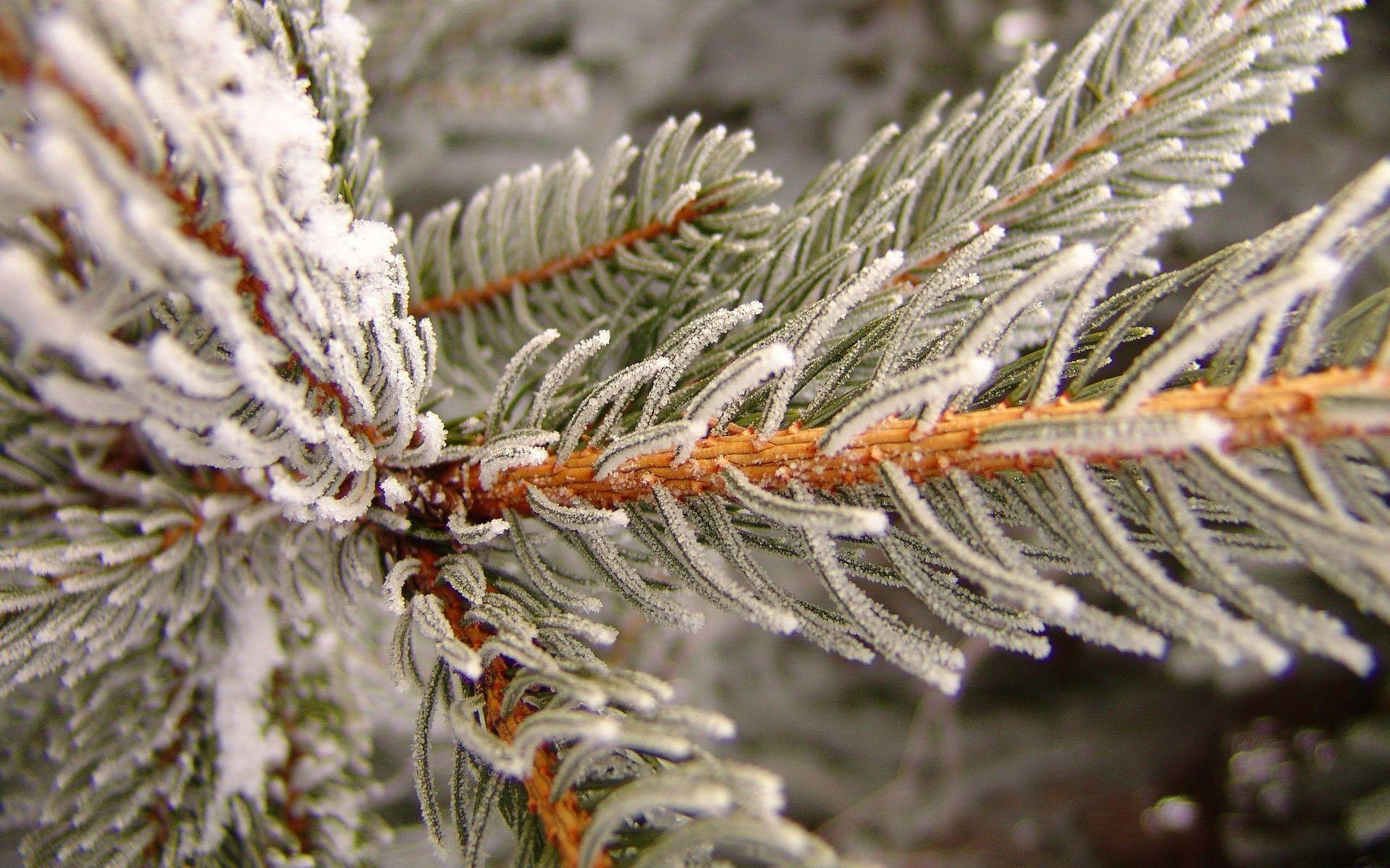 1920x1200 Winter :). Winter snow
