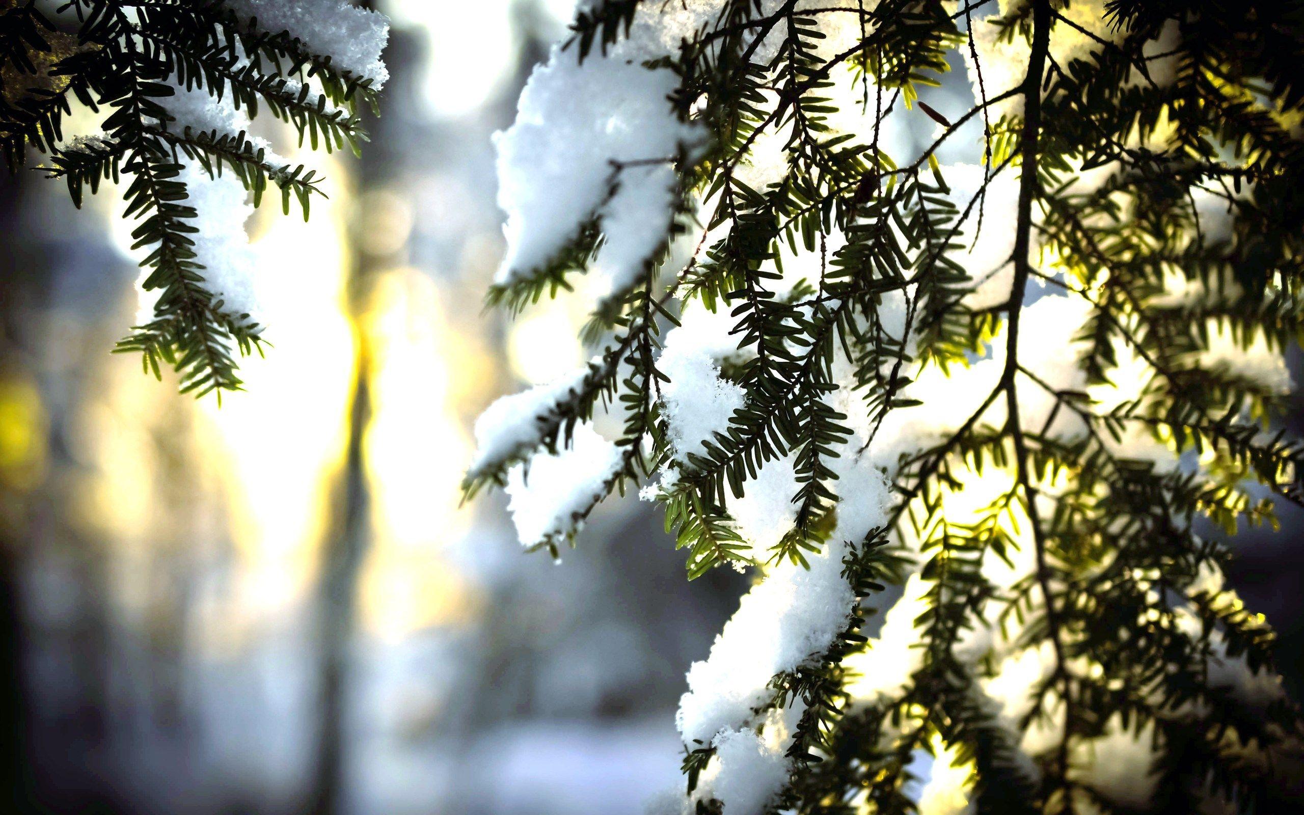 2560x1600 winter computer background wallpaper 2560x1600