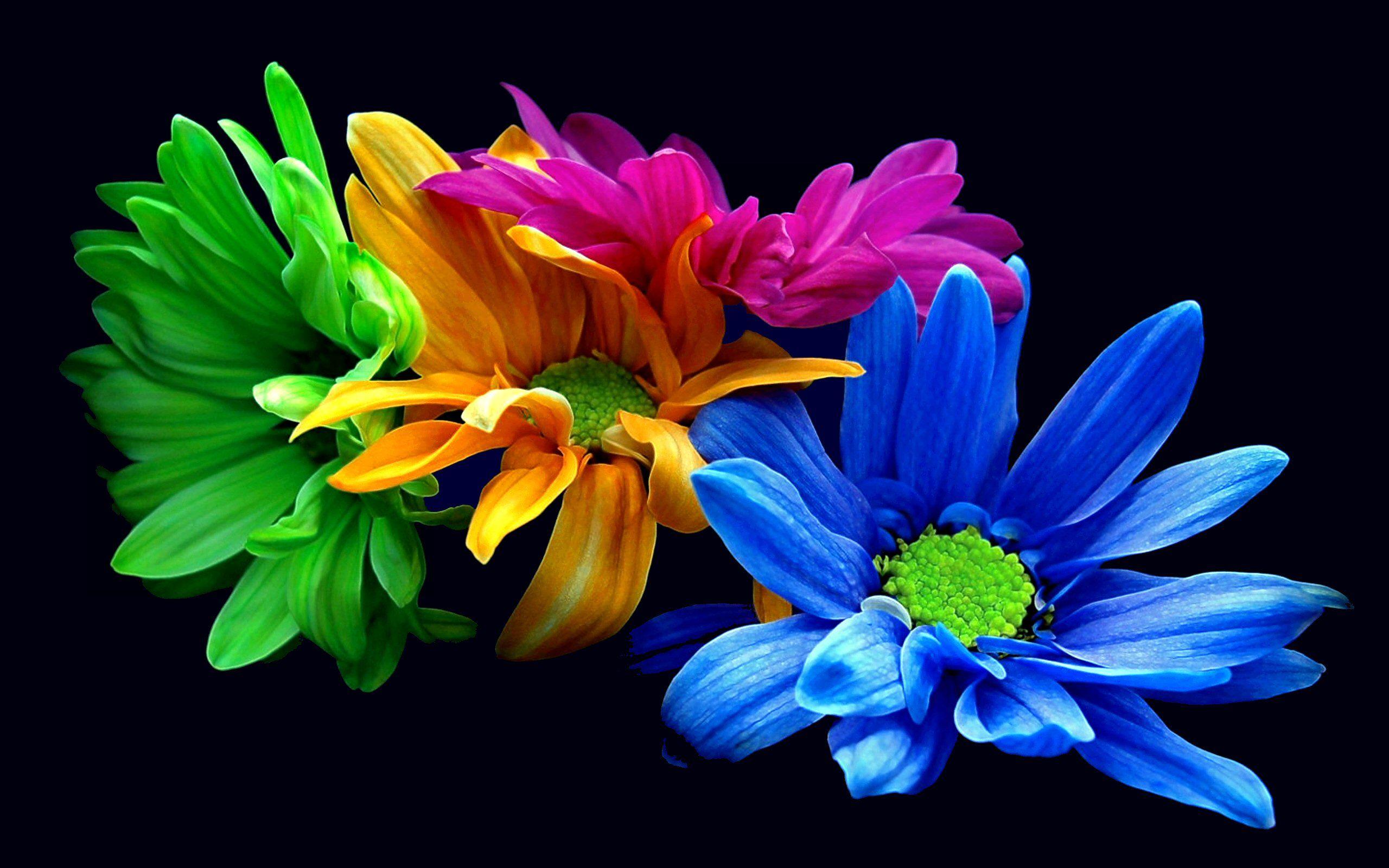 Colorful Flowers Wallpapers Top Free Colorful Flowers Backgrounds Wallpaperaccess