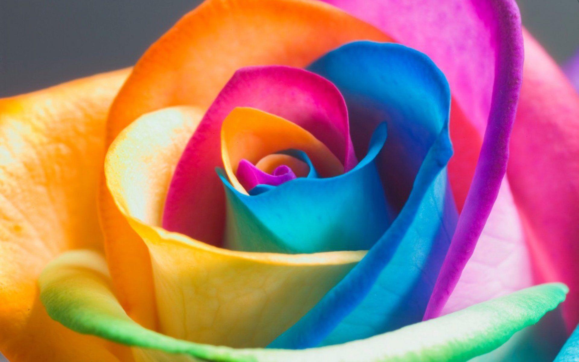 1920x1200 Colorful Flower Wallpaper