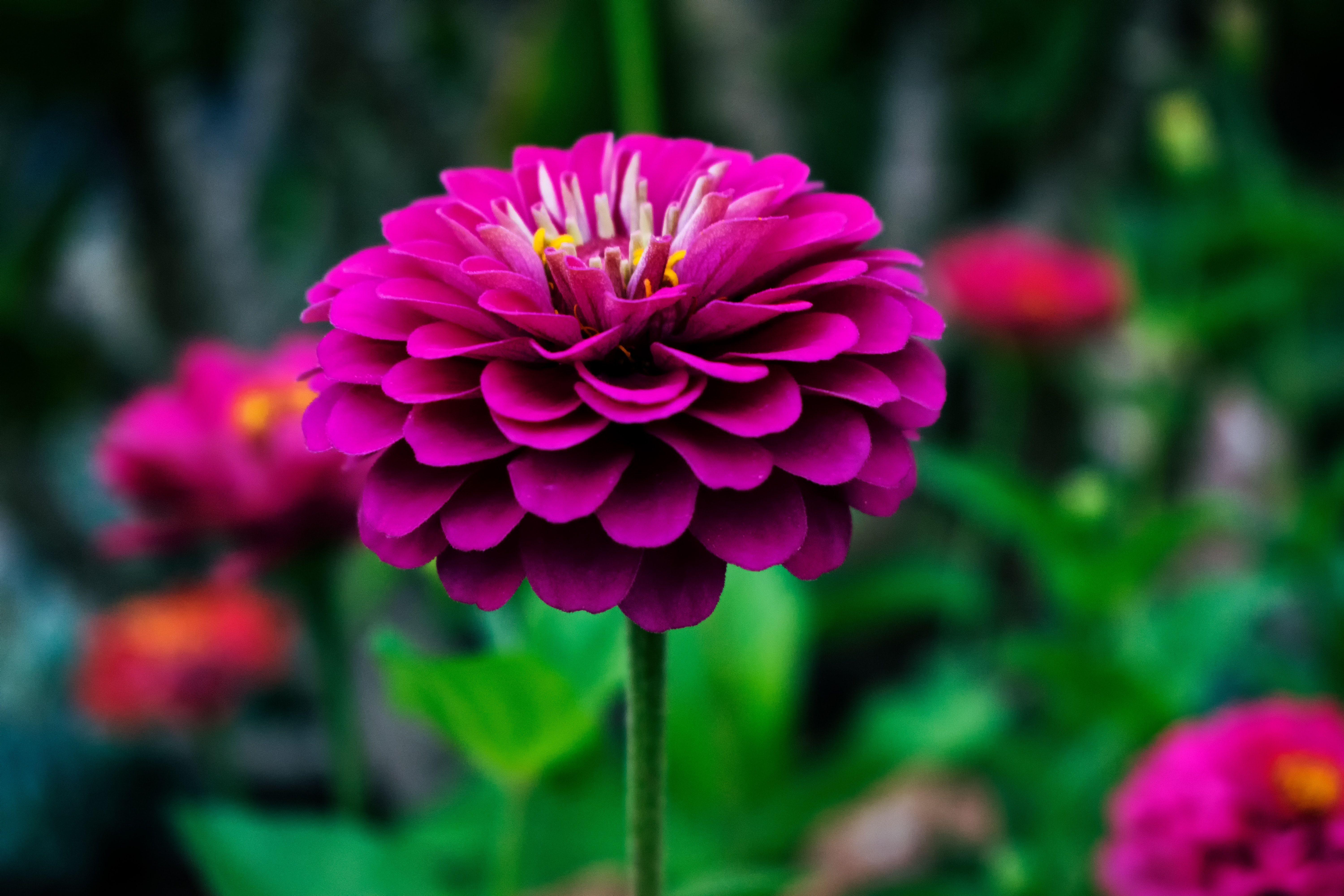 6000x4000 Macro Photography of Red Petal Flower · Free