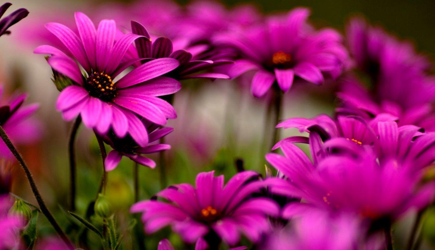 1488x855 Beautiful Flower Wallpaper HD