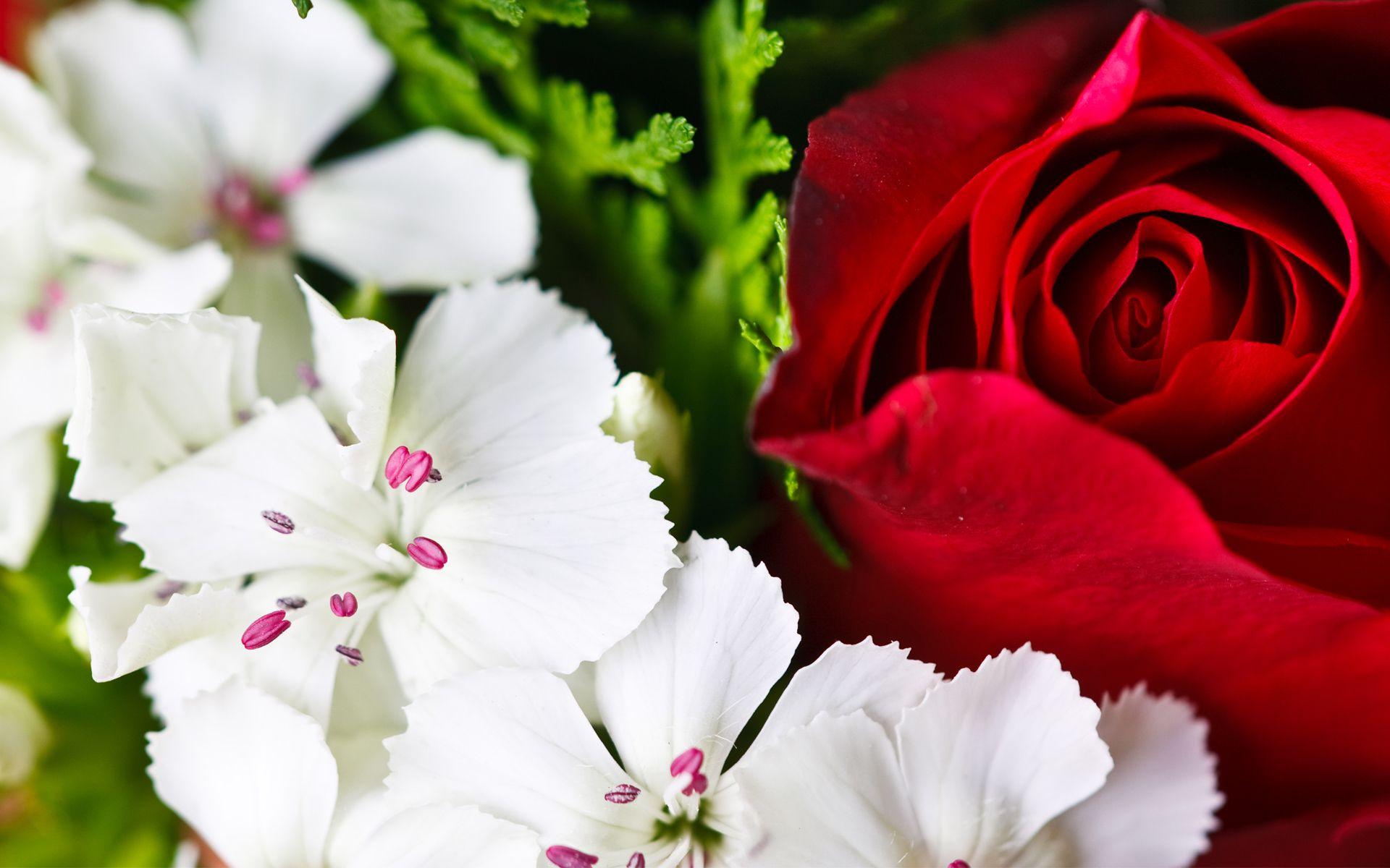 1920x1200 Colorful Flowers Wallpaper