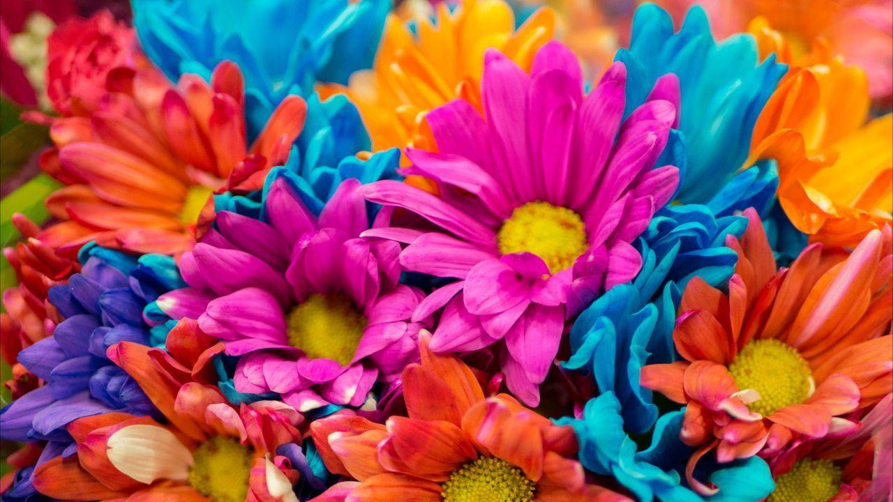1280x720 Wallpaper Colorful flowers, 4K, Flowers