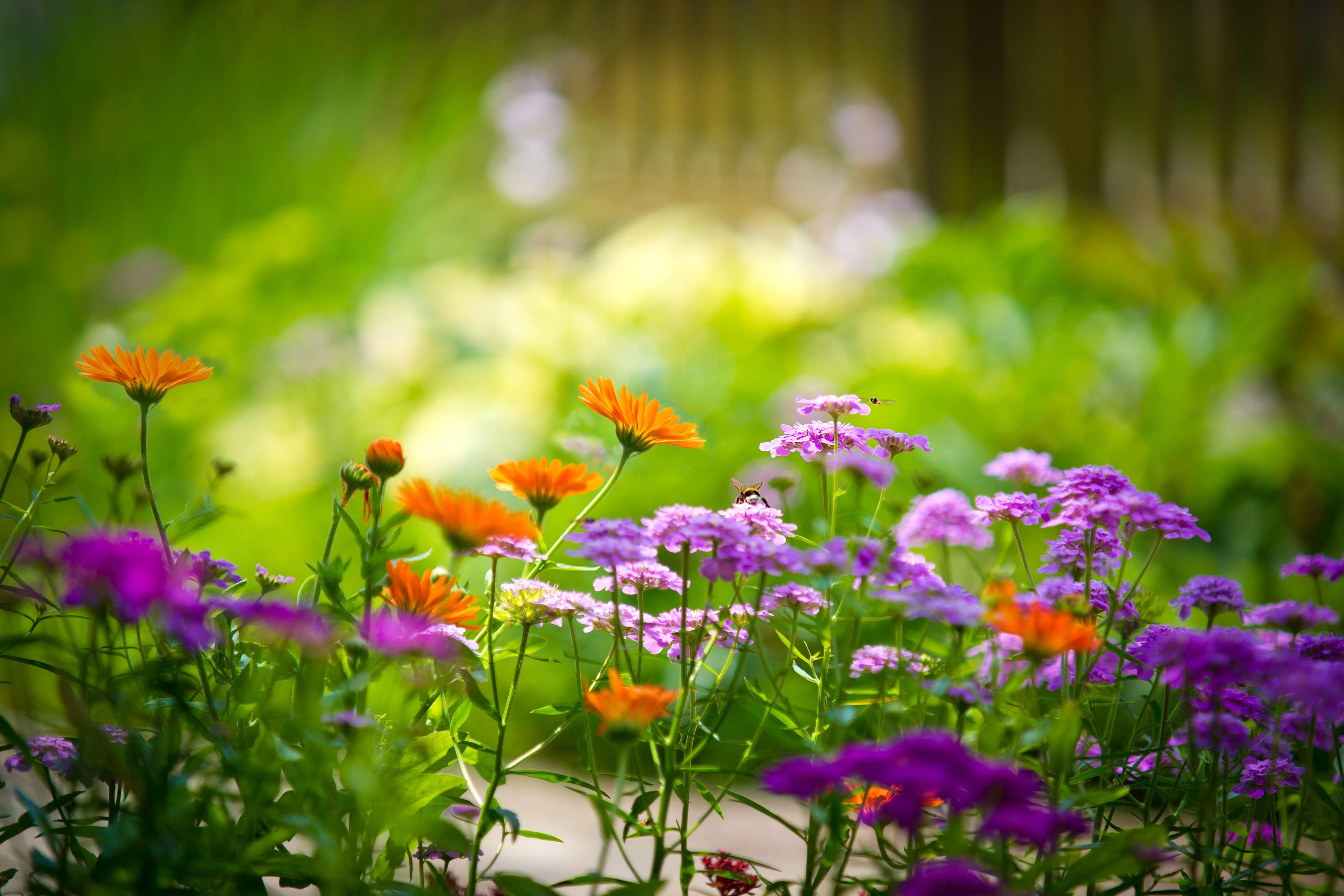 4000x2667 Best Nature Wallpaper HD Free Download Flower