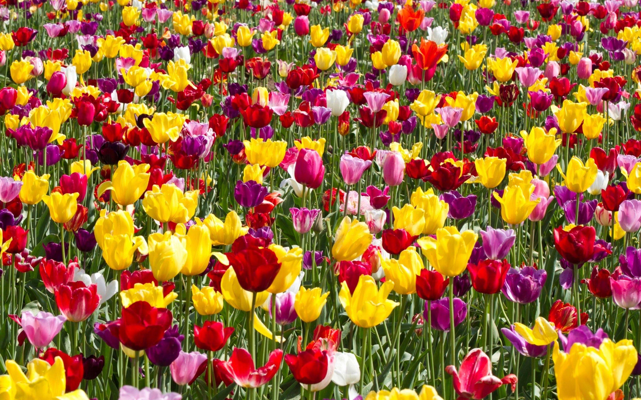 2560x1600 Download 2560x1600 Tulip Garden, Colorful Flowers Wallpaper