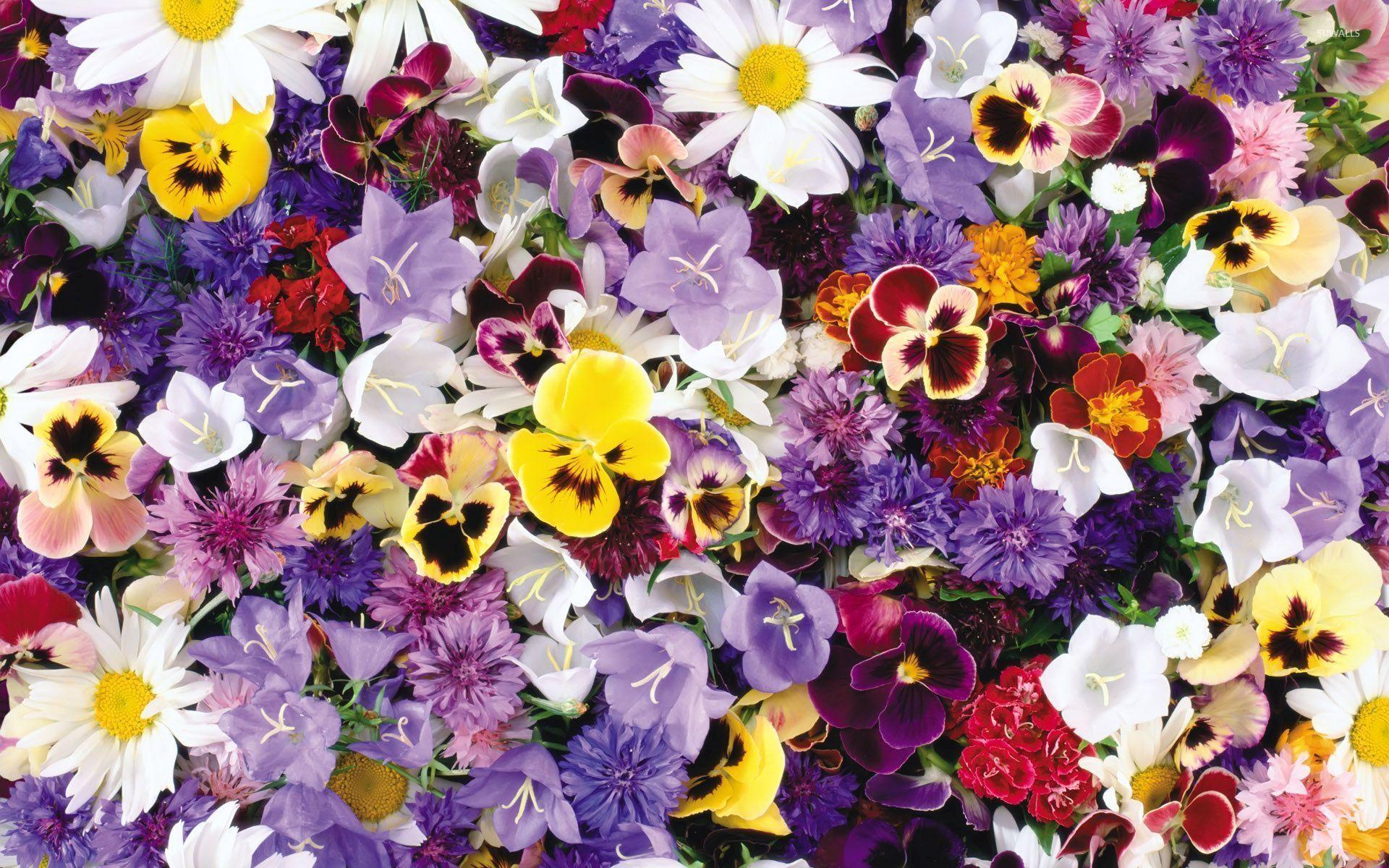 1920x1200 Colorful flowers wallpaper wallpaper