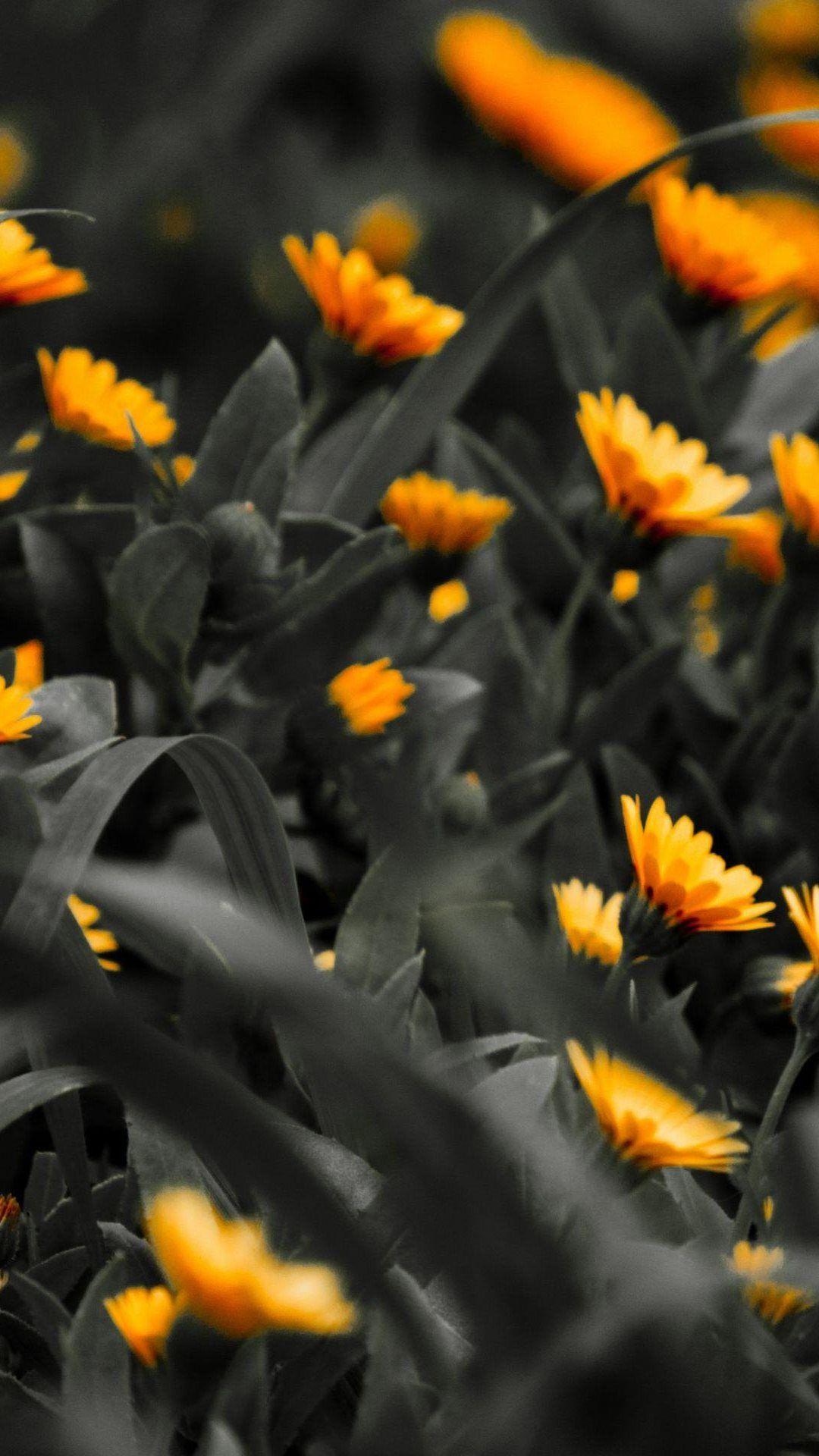 1080x1920 Orange Flowers Black White Photo iPhone 6 Plus HD Wallpaper HD