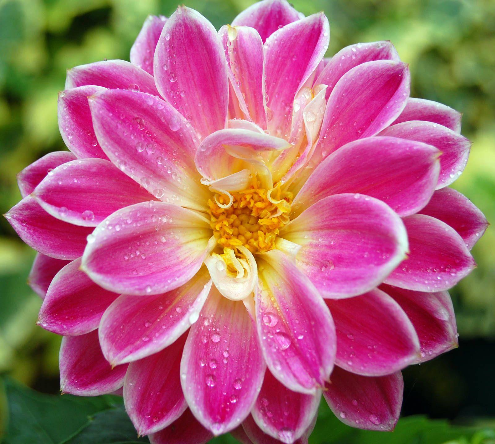 1600x1436 Beautiful Flower Wallpaper for your Desktop Mobile
