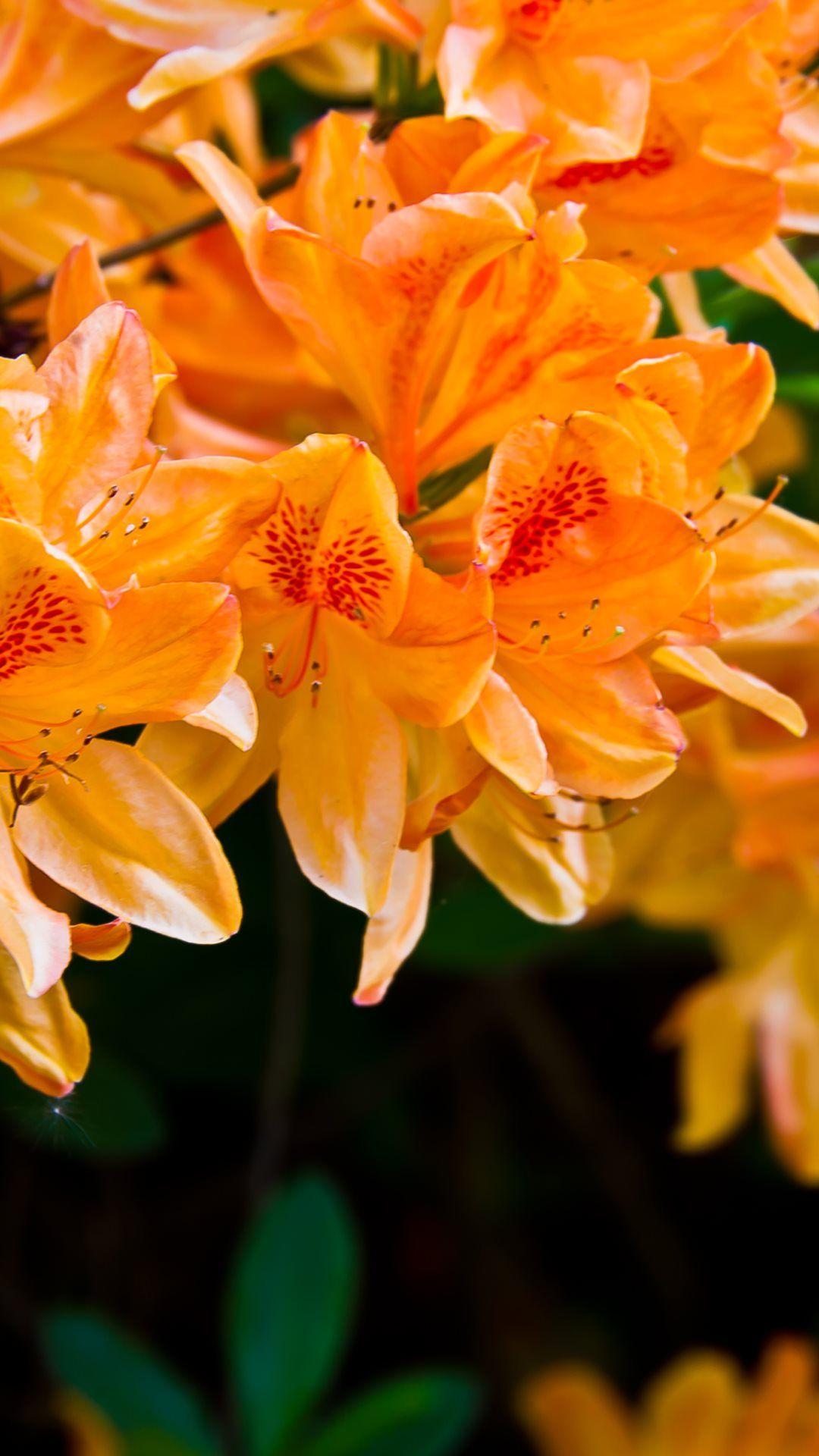 1080x1920 Light Orange Flowers iPhone 6 Plus HD Wallpaper HD