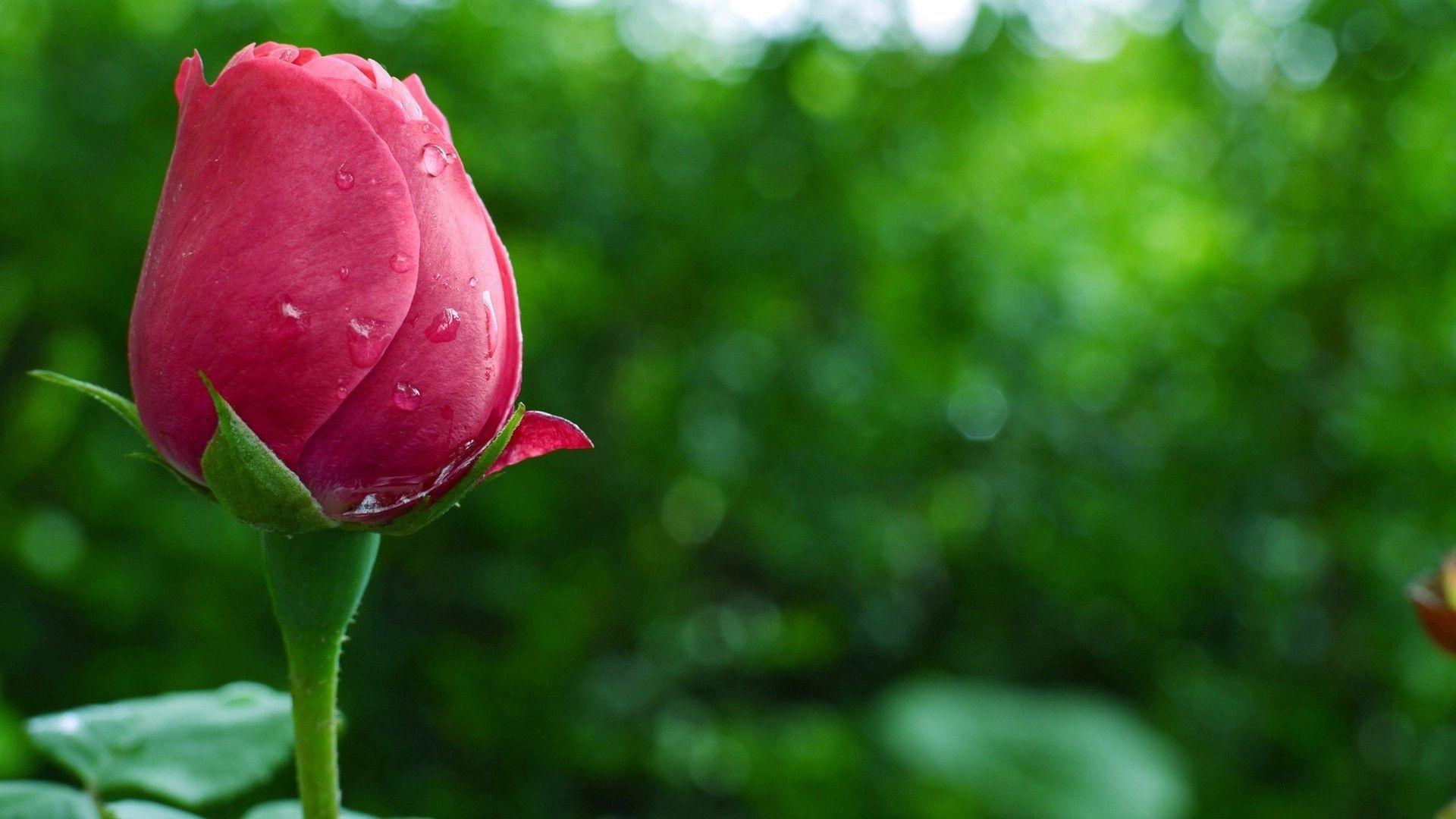 1920x1080 Beautiful Flowers Wallpaper