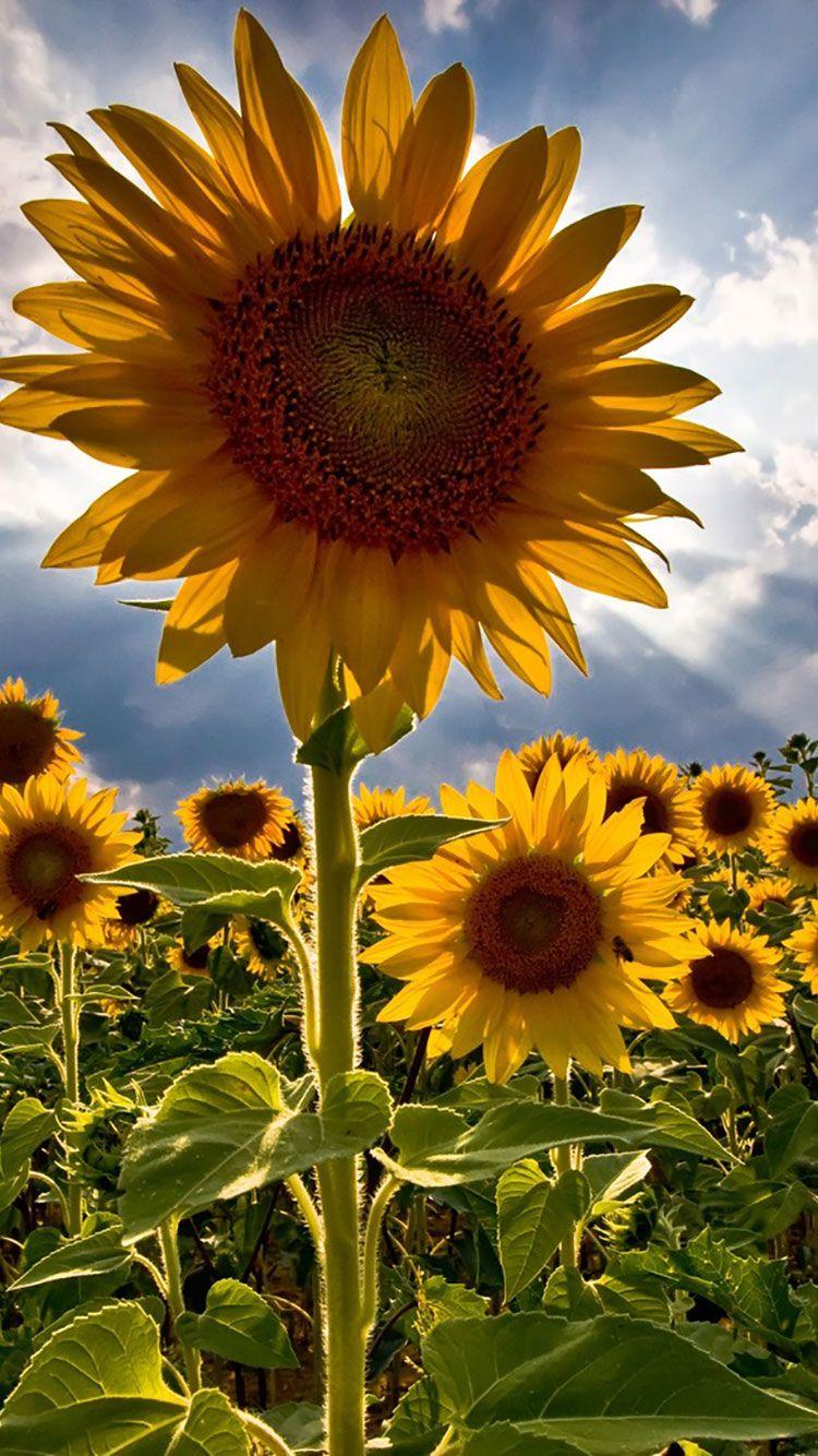 750x1334 Flowers iPhone Wallpaper