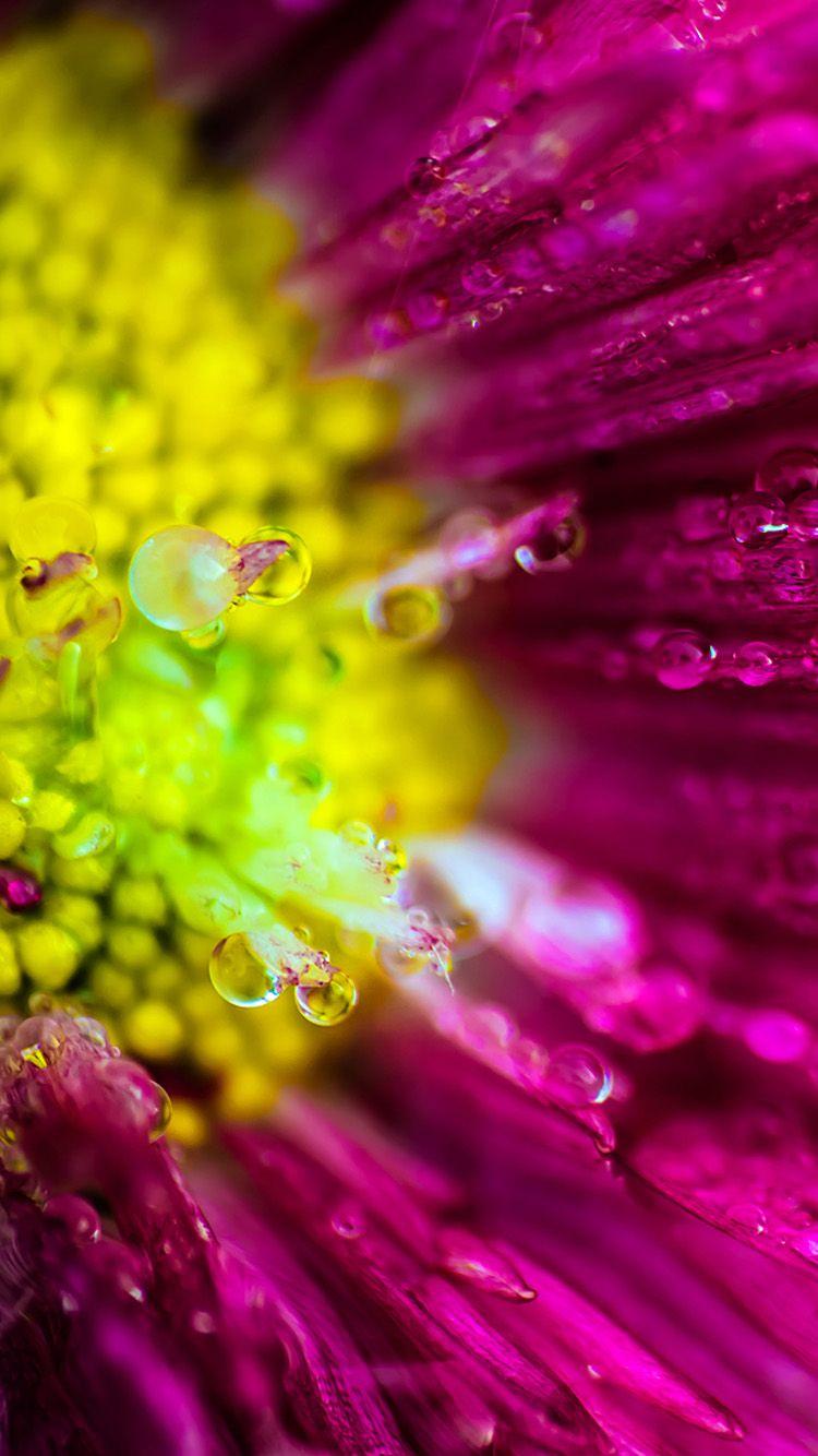 750x1334 Flower iPhone Wallpaper HD , Find HD Wallpaper For Free