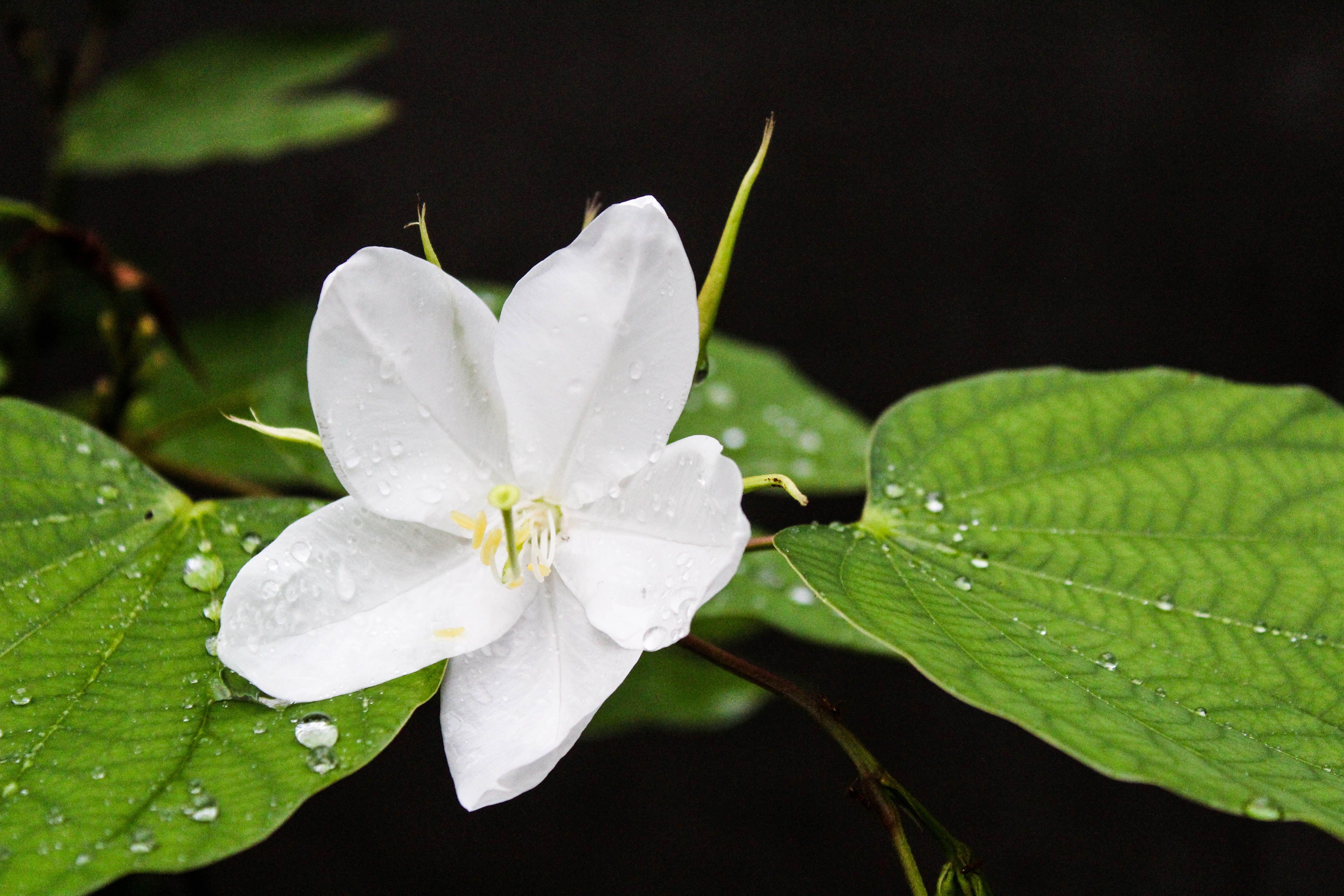 5184x3456 Free of beautiful flowers, flower wallpaper, HD