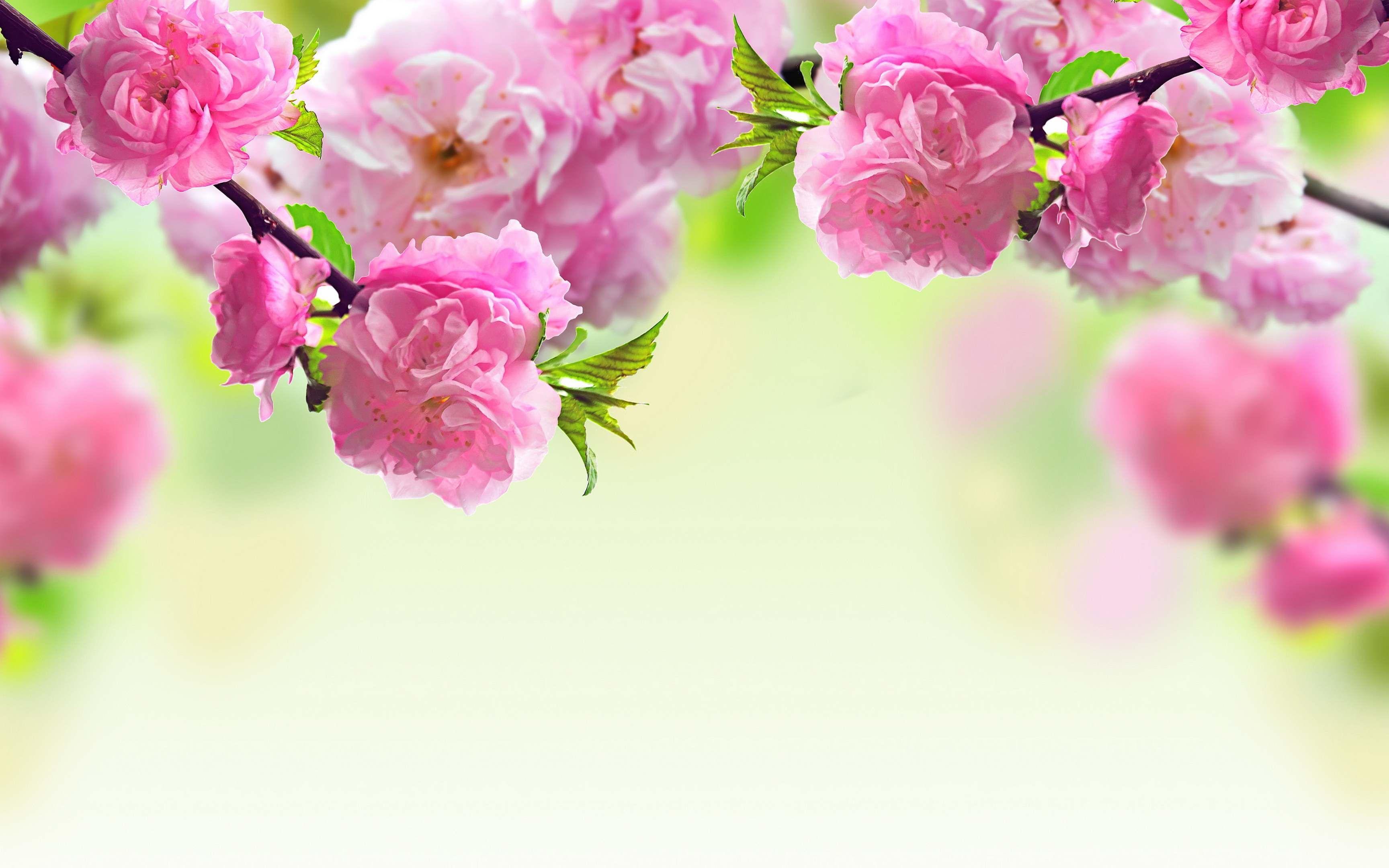 Painted Spring Blossoms New Background  Pink flowers background Flower  background wallpaper Flower backgrounds
