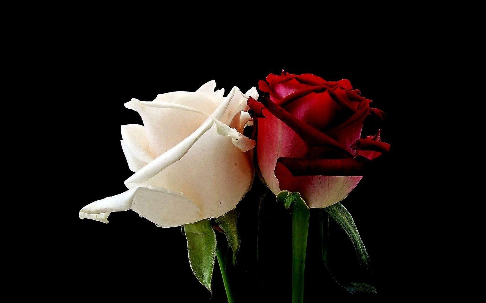 1680x1050 HD Red Rose Wallpaper