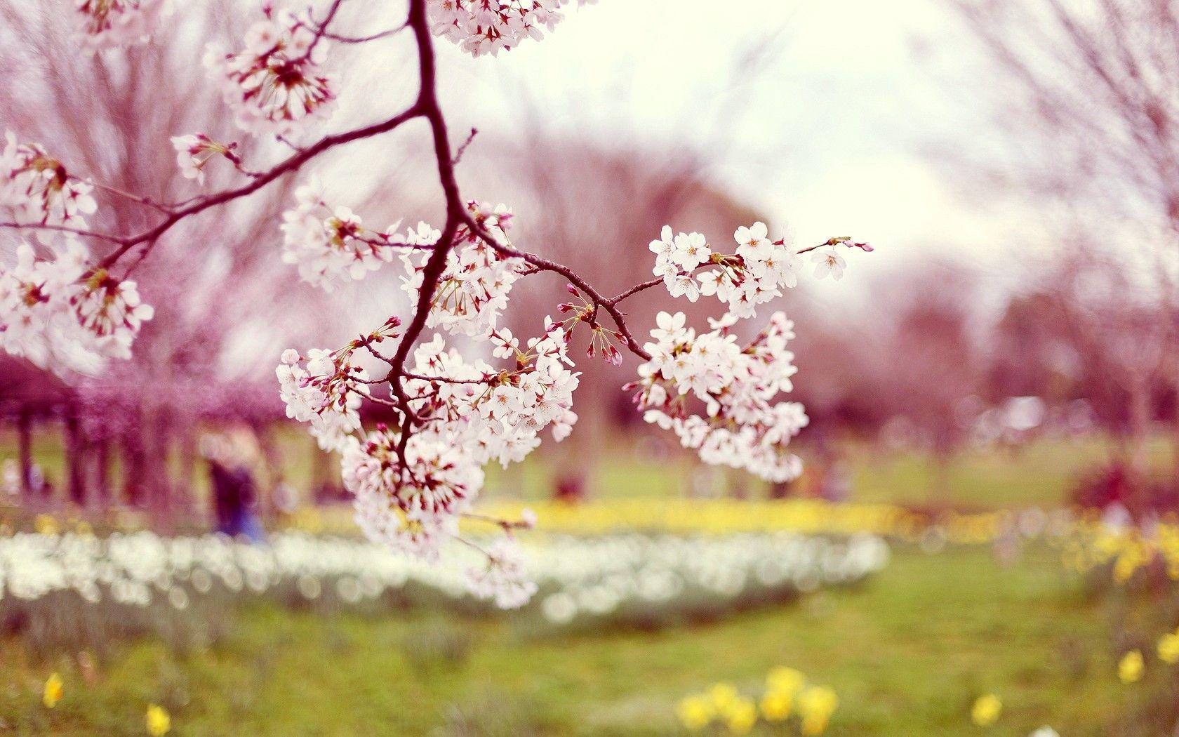1680x1050 Flowers Background Wallpaper Download