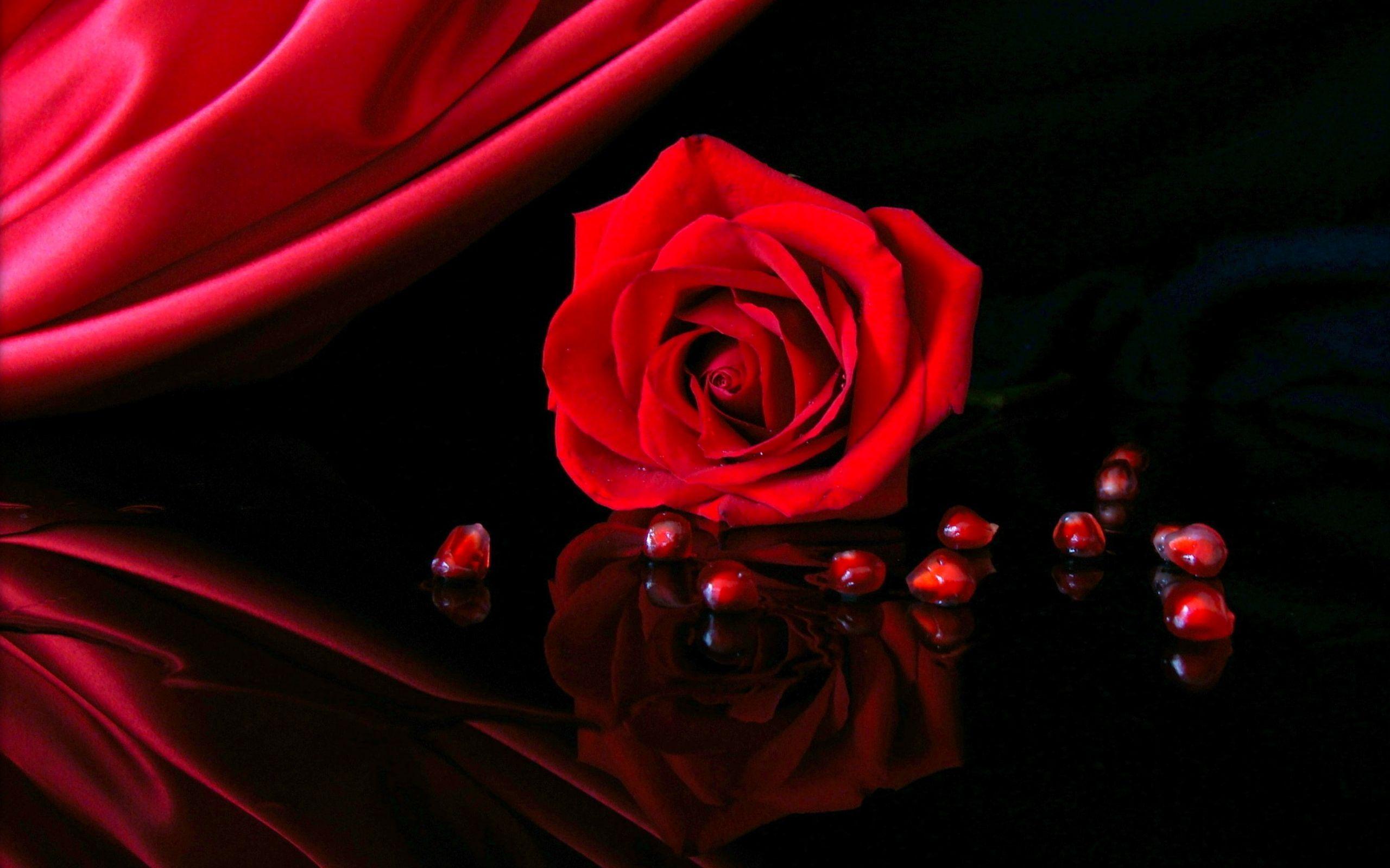 2560x1600 Red Rose Wallpaper HD